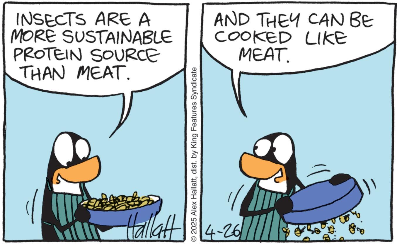Animated cartoon OCR: INSECTS ARE A MORE SUSTAINABLE PROTEIN SOURCE THAN MEAT. AND THEY CAN BE COOKED LIKE MEAT. © 2025 Alex Hallattdist. by King Features Syndicate Hallatt 4-26 INSECTS ARE A MORE SUSTAINABLE PROTEIN SOURCE THAN MEAT . AND THEY CAN BE COOKED LIKE MEAT . © 2025 Alex Hallattdist . by King Features Syndicate Hallatt 4-26