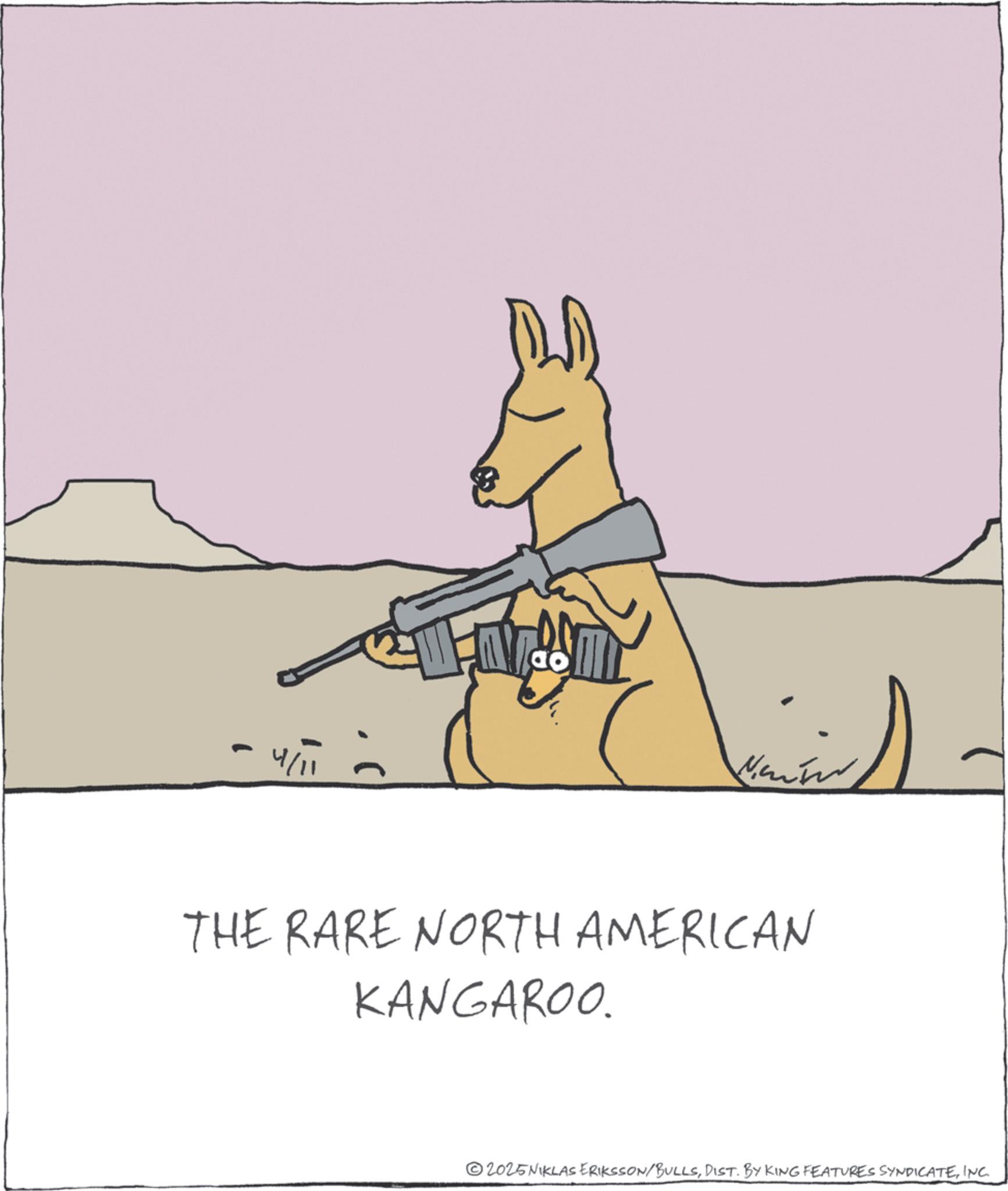 Shooting OCR: - THE RARE NORTH AMERICAN KANGAROO. 2025NIKLAS ERIKSSON/BULLSINC. - THE RARE NORTH AMERICAN KANGAROO . 2025NIKLAS ERIKSSON / BULLSDIST . BY KING FEATURES SYNDICATEINC .
