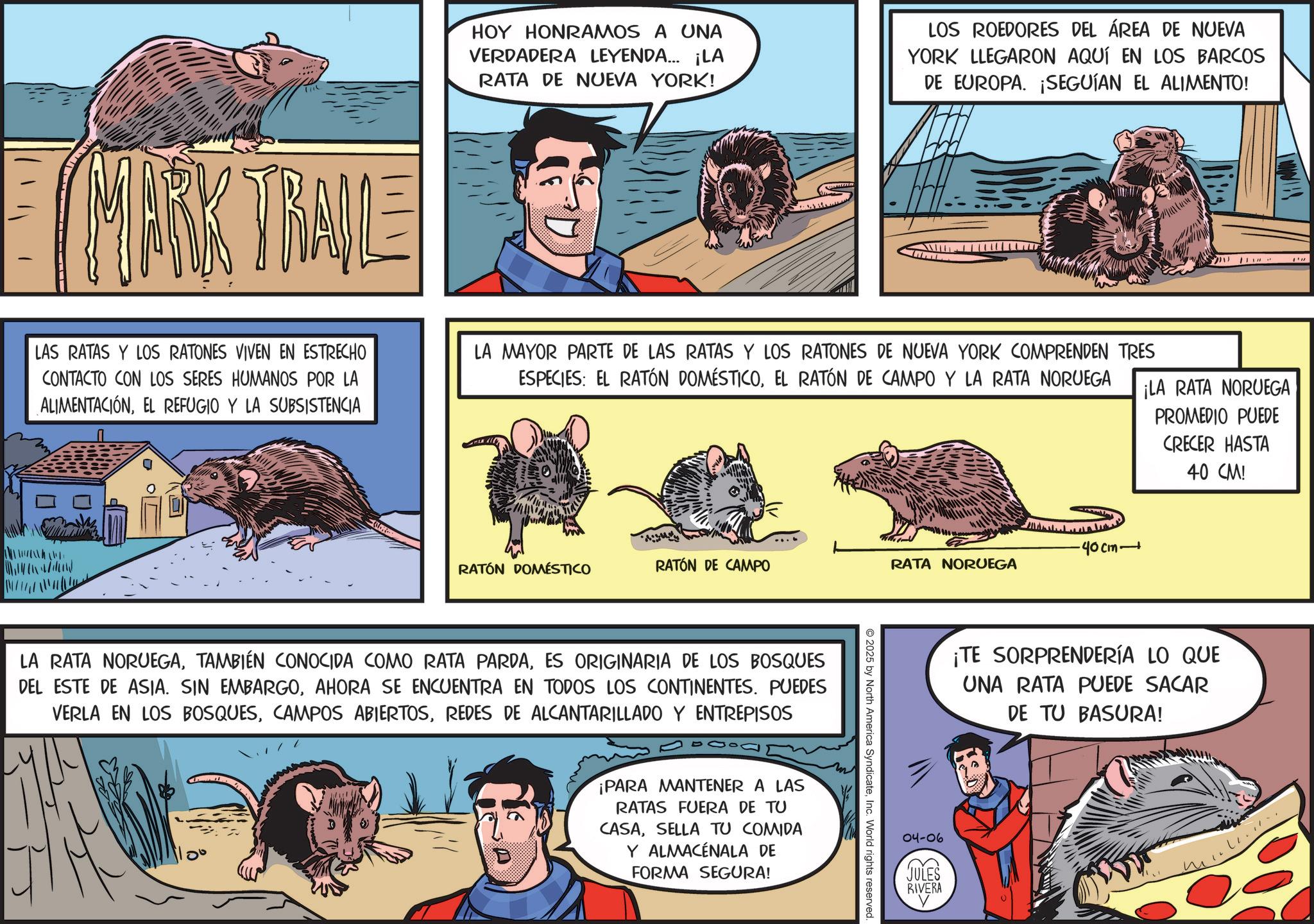 Publication OCR: MARK TRAILE HOY HONRAMOS A UNA VERDADERA LEYENDA... ¡LA RATA DE NUEVA YORK! LOS ROEDORES DEL ÁREA DE NUEVA YORK LLEGARON AQUÍ EN LOS BARCOS DE EUROPA. ¡SEGUÍAN EL ALIMENTO! LAS RATAS Y LOS RATONES VIVEN EN ESTRECHO CONTACTO CON LOS SERES HUMANOS POR LA ALIMENTACIÓNEL REFUGIO Y LA SUBSISTENCIA LA MAYOR PARTE DE LAS RATAS Y LOS RATONES DE NUEVA YORK COMPRENDEN TRES ESPECIES: EL RATÓN DOMÉSTICOEL RATÓN DE CAMPO Y LA RATA NORUEGA ¡LA RATA NORUEGA PROMEDIO PUEDE CRECER HASTA 40 CM! 40cm RATÓN DOMÉSTICO RATÓN DE CAMPO RATA NORUEGA LA RATA NORUEGAES ORIGINARIA DE LOS BOSQUES DEL ESTE DE ASIA. SIN EMBARGOAHORA SE ENCUENTRA EN TODOS LOS CONTINENTES. PUEDES VERLA EN LOS BOSQUESREDES DE ALCANTARILLADO Y ENTREPISOS ?? ? ¡PARA MANTENER A LAS RATAS FUERA DE TU CASASELLA TU COMIDA Y ALMACÉNALA DE FORMA SEGURA! 2025 by North America SyndicateInc. World rights reserved. ¡TE SORPRENDERÍA LO QUE UNA RATA PUEDE SACAR DE TU BASURA! 04-06 JULES (? RIVERA MARK TRAILE HOY HONRAMOS A UNA VERDADERA LEYENDA ... ¡ LA RATA DE NUEVA YORK ! LOS ROEDORES DEL ÁREA DE NUEVA YORK LLEGARON AQUÍ EN LOS BARCOS DE EUROPA . ¡ SEGUÍAN EL ALIMENTO ! LAS RATAS Y LOS RATONES VIVEN EN ESTRECHO CONTACTO CON LOS SERES HUMANOS POR LA ALIMENTACIÓNEL REFUGIO Y LA SUBSISTENCIA LA MAYOR PARTE DE LAS RATAS Y LOS RATONES DE NUEVA YORK COMPRENDEN TRES ESPECIES : EL RATÓN DOMÉSTICOEL RATÓN DE CAMPO Y LA RATA NORUEGA ¡ LA RATA NORUEGA PROMEDIO PUEDE CRECER HASTA 40 CM ! 40cm RATÓN DOMÉSTICO RATÓN DE CAMPO RATA NORUEGA LA RATA NORUEGATAMBIÉN CONOCIDA COMO RATA PARDAES ORIGINARIA DE LOS BOSQUES DEL ESTE DE ASIA . SIN EMBARGOAHORA SE ENCUENTRA EN TODOS LOS CONTINENTES . PUEDES VERLA EN LOS BOSQUESCAMPOS ABIERTOSREDES DE ALCANTARILLADO Y ENTREPISOS ?? ? ¡ PARA MANTENER A LAS RATAS FUERA DE TU CASASELLA TU COMIDA Y ALMACÉNALA DE FORMA SEGURA ! 2025 by North America SyndicateInc. World rights reserved . ¡ TE SORPRENDERÍA LO QUE UNA RATA PUEDE SACAR DE TU BASURA ! 04-06 JULES ( ? RIVERA