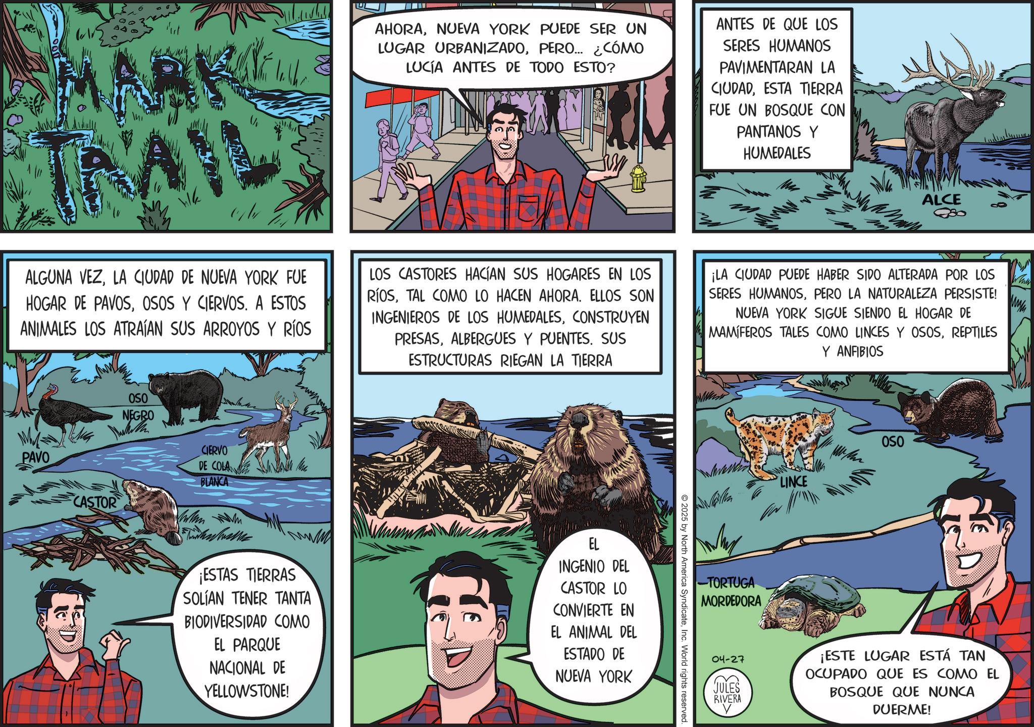 Comic book OCR: TRAIL U AHORANUEVA YORK PUEDE SER UN LUGAR URBANIZADOPERO... ¿CÓMO LUCÍA ANTES DE TODO ESTO? ANTES DE QUE LOS SERES HUMANOS PAVIMENTARAN LA CIUDADESTA TIERRA FUE UN BOSQUE CON PANTANOS Y HUMEDALES ALCE 880 ALGUNA VEZLA CIUDAD DE NUEVA YORK FUE HOGAR DE PAVOSOSOS Y CIERVOS. A ESTOS ANIMALES LOS ATRAÍAN SUS ARROYOS Y RÍOS LOS CASTORES HACÍAN SUS HOGARES EN LOS RÍOSTAL COMO LO HACEN AHORA. ELLOS SON INGENIEROS DE LOS HUMEDALESCONSTRUYEN PRESASALBERGUES Y PUENTES. SUS ESTRUCTURAS RIEGAN LA TIERRA ¡LA CIUDAD PUEDE HABER SIDO ALTERADA POR LOS SERES HUMANOSPERO LA NATURALEZA PERSISTE! NUEVA YORK SIGUE SIENDO EL HOGAR DE MAMÍFEROS TALES COMO LINCES Y OSOSREPTILES Y ANFIBIOS Why PAVO CASTOR OSO NEGRO CIERVO DE COLA BLANCA The ¡ESTAS TIERRAS SOLIAN TENER TANTA BIODIVERSIDAD COMO EL PARQUE NACIONAL DE YELLOWSTONE! G EL INGENIO DEL CASTOR LO CONVIERTE EN EL ANIMAL DEL ESTADO DE NUEVA YORK LINCE OSO -TORTUGA MORDEDORA 2025 by North America SyndicateInc. World rights reserved. 04-27 JULES RIVERA ¡ESTE LUGAR ESTÁ TAN OCUPADO QUE ES COMO EL BOSQUE QUE NUNCA DUERME! TRAIL U AHORANUEVA YORK PUEDE SER UN LUGAR URBANIZADOPERO ... ¿ CÓMO LUCÍA ANTES DE TODO ESTO ? ANTES DE QUE LOS SERES HUMANOS PAVIMENTARAN LA CIUDADESTA TIERRA FUE UN BOSQUE CON PANTANOS Y HUMEDALES ALCE 880 ALGUNA VEZLA CIUDAD DE NUEVA YORK FUE HOGAR DE PAVOSOSOS Y CIERVOS . A ESTOS ANIMALES LOS ATRAÍAN SUS ARROYOS Y RÍOS LOS CASTORES HACÍAN SUS HOGARES EN LOS RÍOSTAL COMO LO HACEN AHORA . ELLOS SON INGENIEROS DE LOS HUMEDALESCONSTRUYEN PRESASALBERGUES Y PUENTES . SUS ESTRUCTURAS RIEGAN LA TIERRA ¡ LA CIUDAD PUEDE HABER SIDO ALTERADA POR LOS SERES HUMANOSPERO LA NATURALEZA PERSISTE ! NUEVA YORK SIGUE SIENDO EL HOGAR DE MAMÍFEROS TALES COMO LINCES Y OSOSREPTILES Y ANFIBIOS Why PAVO CASTOR OSO NEGRO CIERVO DE COLA BLANCA The ¡ ESTAS TIERRAS SOLIAN TENER TANTA BIODIVERSIDAD COMO EL PARQUE NACIONAL DE YELLOWSTONE ! G EL INGENIO DEL CASTOR LO CONVIERTE EN EL ANIMAL DEL ESTADO DE NUEVA YORK LINCE OSO -TORTUGA MORDEDORA 2025 by North America SyndicateInc. World rights reserved . 04-27 JULES RIVERA ¡ ESTE LUGAR ESTÁ TAN OCUPADO QUE ES COMO EL BOSQUE QUE NUNCA DUERME !