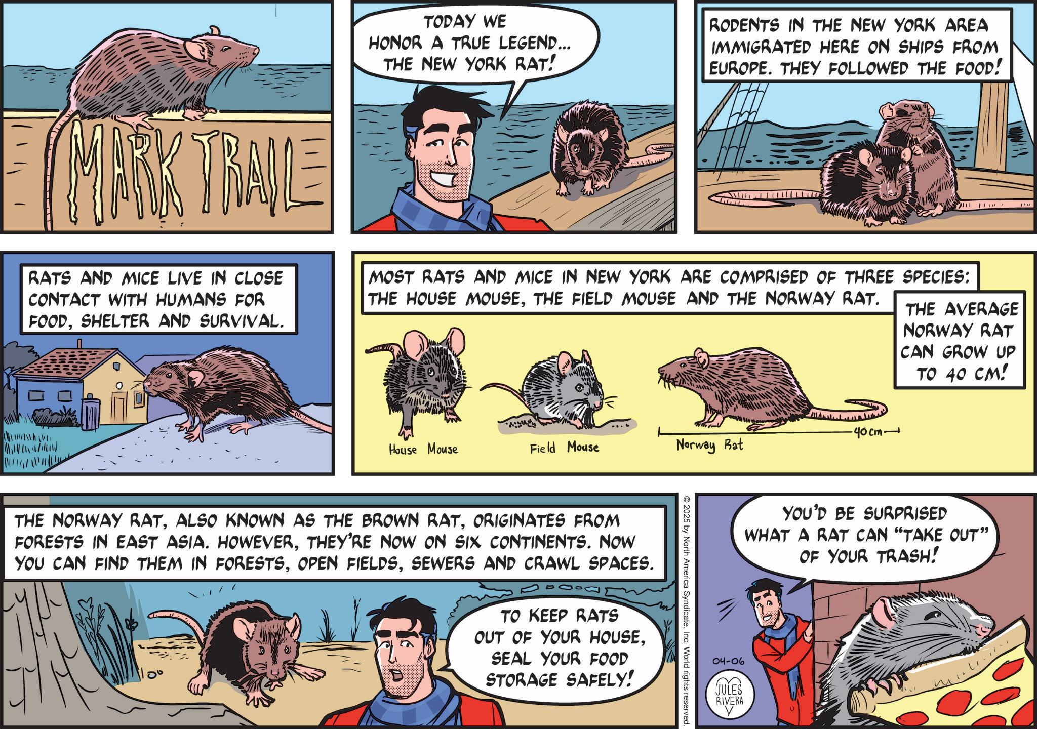 Comic book OCR: MARK TRAIL TODAY WE HONOR A TRUE LEGEND... THE NEW YORK RAT! RODENTS IN THE NEW YORK AREA IMMIGRATED HERE ON SHIPS FROM EUROPE. THEY FOLLOWED THE FOOD! A 'H RATS AND MICE LIVE IN CLOSE CONTACT WITH HUMANS FOR FOODSHELTER AND SURVIVAL. MOST RATS AND MICE IN NEW YORK ARE COMPRISED OF THREE SPECIES: THE HOUSE MOUSETHE FIELD MOUSE AND THE NORWAY RAT. THE AVERAGE NORWAY RAT CAN GROW UP TO 40 CM! House Mouse Field Mouse Norway Rat 40cm? THE NORWAY RATORIGINATES FROM FORESTS IN EAST ASIA. HOWEVERTHEY'RE NOW ON SIX CONTINENTS. NOW YOU CAN FIND THEM IN FORESTSSEWERS AND CRAWL SPACES. TO KEEP RATS OUT OF YOUR HOUSESEAL YOUR FOOD STORAGE SAFELY! 2025 by North America SyndicateInc. World rights reserved. YOU'D BE SURPRISED WHAT A RAT CAN "TAKE OUT" OF YOUR TRASH! 04-06 JULES RIVERA MARK TRAIL TODAY WE HONOR A TRUE LEGEND ... THE NEW YORK RAT ! RODENTS IN THE NEW YORK AREA IMMIGRATED HERE ON SHIPS FROM EUROPE . THEY FOLLOWED THE FOOD ! A ' H RATS AND MICE LIVE IN CLOSE CONTACT WITH HUMANS FOR FOODSHELTER AND SURVIVAL . MOST RATS AND MICE IN NEW YORK ARE COMPRISED OF THREE SPECIES : THE HOUSE MOUSETHE FIELD MOUSE AND THE NORWAY RAT . THE AVERAGE NORWAY RAT CAN GROW UP TO 40 CM ! House Mouse Field Mouse Norway Rat 40cm ? THE NORWAY RATALSO KNOWN AS THE BROWN RATORIGINATES FROM FORESTS IN EAST ASIA . HOWEVERTHEY'RE NOW ON SIX CONTINENTS . NOW YOU CAN FIND THEM IN FORESTSOPEN FIELDSSEWERS AND CRAWL SPACES . TO KEEP RATS OUT OF YOUR HOUSESEAL YOUR FOOD STORAGE SAFELY ! 2025 by North America SyndicateInc. World rights reserved . YOU'D BE SURPRISED WHAT A RAT CAN " TAKE OUT " OF YOUR TRASH ! 04-06 JULES RIVERA