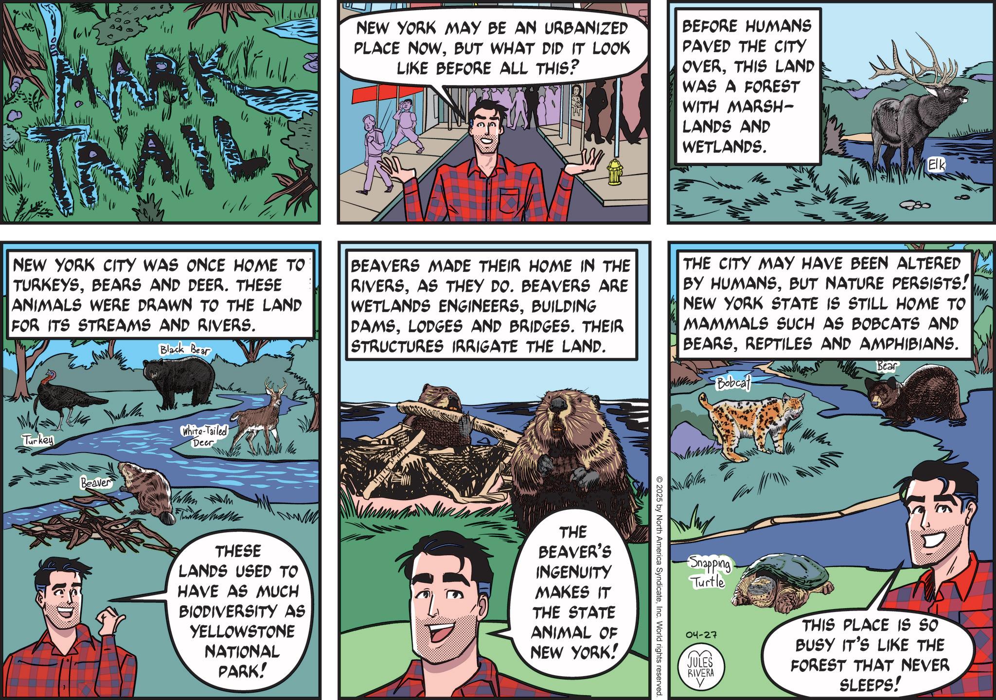 Fiction OCR: ? TRAIL NEW YORK MAY BE AN URBANIZED PLACE NOWBUT WHAT DID IT LOOK LIKE BEFORE ALL THIS? BEFORE HUMANS PAVED THE CITY OVERTHIS LAND WAS A FOREST WITH MARSH- LANDS AND WETLANDS. Elk NEW YORK CITY WAS ONCE HOME TO TURKEYSBEARS AND DEER. THESE ANIMALS WERE DRAWN TO THE LAND FOR ITS STREAMS AND RIVERS. Black Bear BEAVERS MADE THEIR HOME IN THE RIVERSAS THEY DO. BEAVERS ARE WETLANDS ENGINEERSBUILDING DAMSLODGES AND BRIDGES. THEIR STRUCTURES IRRIGATE THE LAND. THE CITY MAY HAVE BEEN ALTERED BY HUMANSBUT NATURE PERSISTS! NEW YORK STATE IS STILL HOME TO MAMMALS SUCH AS BOBCATS AND BEARSREPTILES AND AMPHIBIANS. Bobcat Bear Why Turkey White-Tailed Deer Beaver The THESE LANDS USED TO HAVE AS MUCH BIODIVERSITY AS YELLOWSTONE NATIONAL PARK! THE BEAVER'S INGENUITY MAKES IT THE STATE ANIMAL OF NEW YORK! 2025 by North America SyndicateInc. World rights reserved. ?? Snapping Turtle 04-27 JULES RIVERA THIS PLACE IS SO BUSY IT'S LIKE THE FOREST THAT NEVER SLEEPS! ? TRAIL NEW YORK MAY BE AN URBANIZED PLACE NOWBUT WHAT DID IT LOOK LIKE BEFORE ALL THIS ? BEFORE HUMANS PAVED THE CITY OVERTHIS LAND WAS A FOREST WITH MARSH- LANDS AND WETLANDS . Elk NEW YORK CITY WAS ONCE HOME TO TURKEYSBEARS AND DEER . THESE ANIMALS WERE DRAWN TO THE LAND FOR ITS STREAMS AND RIVERS . Black Bear BEAVERS MADE THEIR HOME IN THE RIVERSAS THEY DO . BEAVERS ARE WETLANDS ENGINEERSBUILDING DAMSLODGES AND BRIDGES . THEIR STRUCTURES IRRIGATE THE LAND . THE CITY MAY HAVE BEEN ALTERED BY HUMANSBUT NATURE PERSISTS ! NEW YORK STATE IS STILL HOME TO MAMMALS SUCH AS BOBCATS AND BEARSREPTILES AND AMPHIBIANS . Bobcat Bear Why Turkey White - Tailed Deer Beaver The THESE LANDS USED TO HAVE AS MUCH BIODIVERSITY AS YELLOWSTONE NATIONAL PARK ! THE BEAVER'S INGENUITY MAKES IT THE STATE ANIMAL OF NEW YORK ! 2025 by North America SyndicateInc. World rights reserved . ? ? Snapping Turtle 04-27 JULES RIVERA THIS PLACE IS SO BUSY IT'S LIKE THE FOREST THAT NEVER SLEEPS !