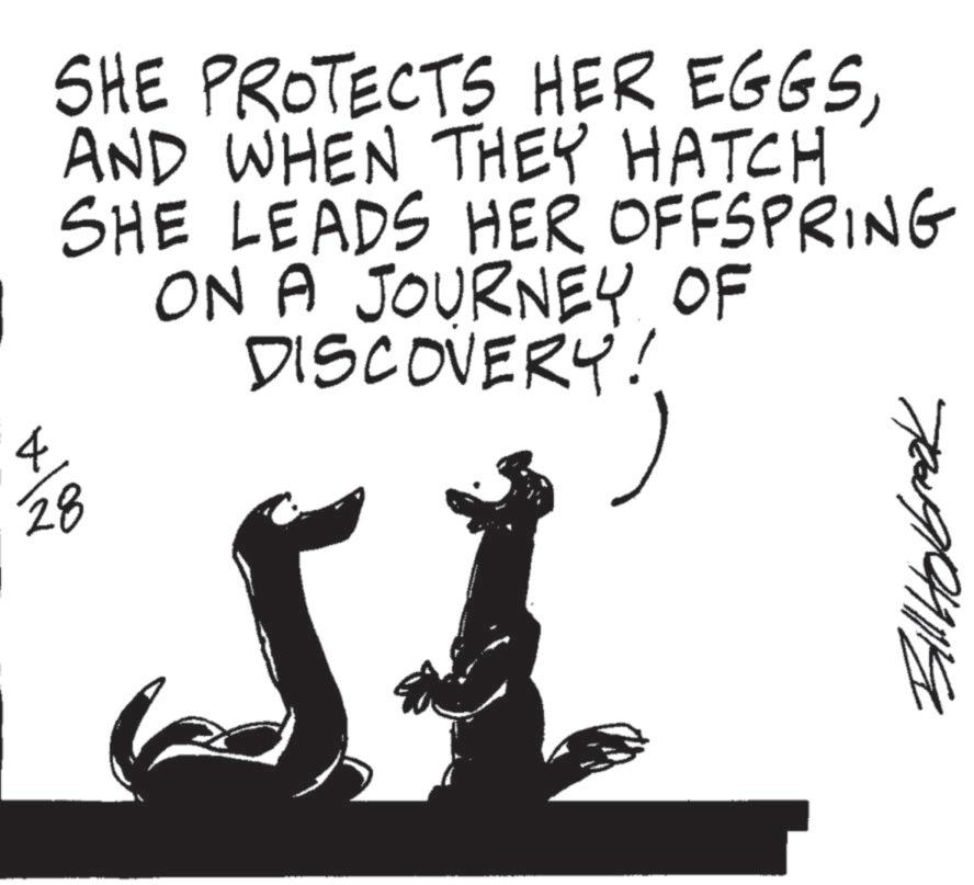 Tail OCR: 4 SHE PROTECTS HER EGGSAND WHEN THEY HATCH SHE LEADS HER OFFSPRING ON A JOURNEY OF DISCOVERY! 28 Bill Holbrook 4 SHE PROTECTS HER EGGSAND WHEN THEY HATCH SHE LEADS HER OFFSPRING ON A JOURNEY OF DISCOVERY ! 28 Bill Holbrook