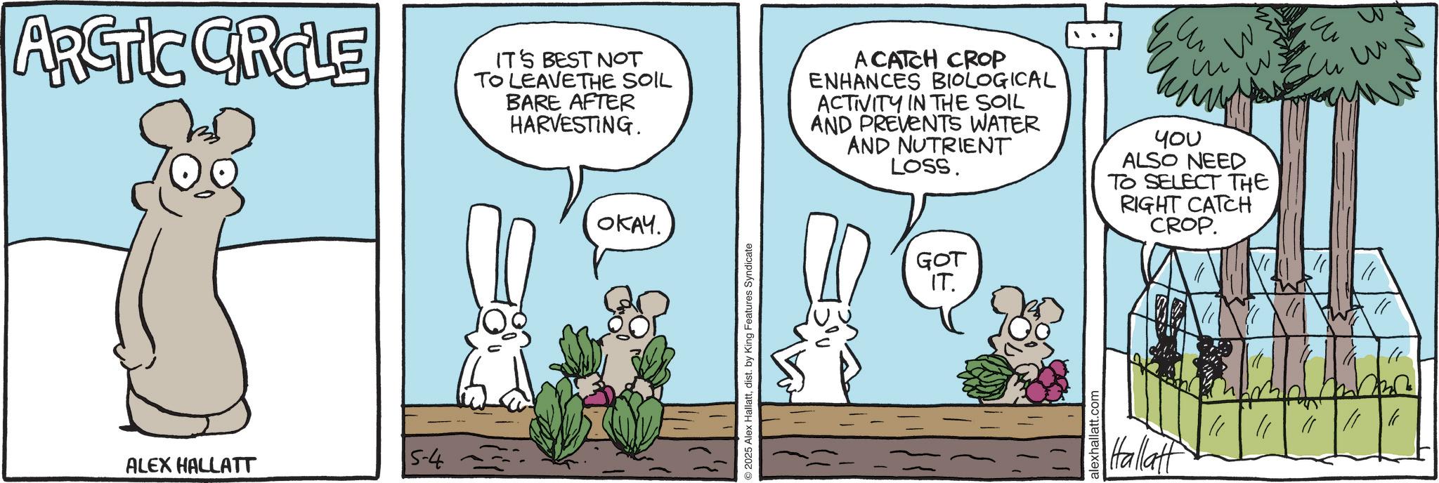 Fictional character OCR: ARCTIC CIRCLE IT'S BEST NOT TO LEAVE THE SOIL BARE AFTER HARVESTING. ????. A CATCH CROP ENHANCES BIOLOGICAL ACTIVITY IN THE SOIL AND PREVENTS WATER AND NUTRIENT LOSS. ? µ?? ALSO NEED TO SELECT THE RIGHT CATCH CROP. ALEX HALLATT 5-4 2025 Alex Hallattdist. by King Features Syndicate GOT IT. hallatt.com Hallatt ?? ??? ARCTIC CIRCLE IT'S BEST NOT TO LEAVE THE SOIL BARE AFTER HARVESTING . ???? . A CATCH CROP ENHANCES BIOLOGICAL ACTIVITY IN THE SOIL AND PREVENTS WATER AND NUTRIENT LOSS . ? µ?? ALSO NEED TO SELECT THE RIGHT CATCH CROP . ALEX HALLATT 5-4 2025 Alex Hallattdist . by King Features Syndicate GOT IT . hallatt.com Hallatt ?? ???