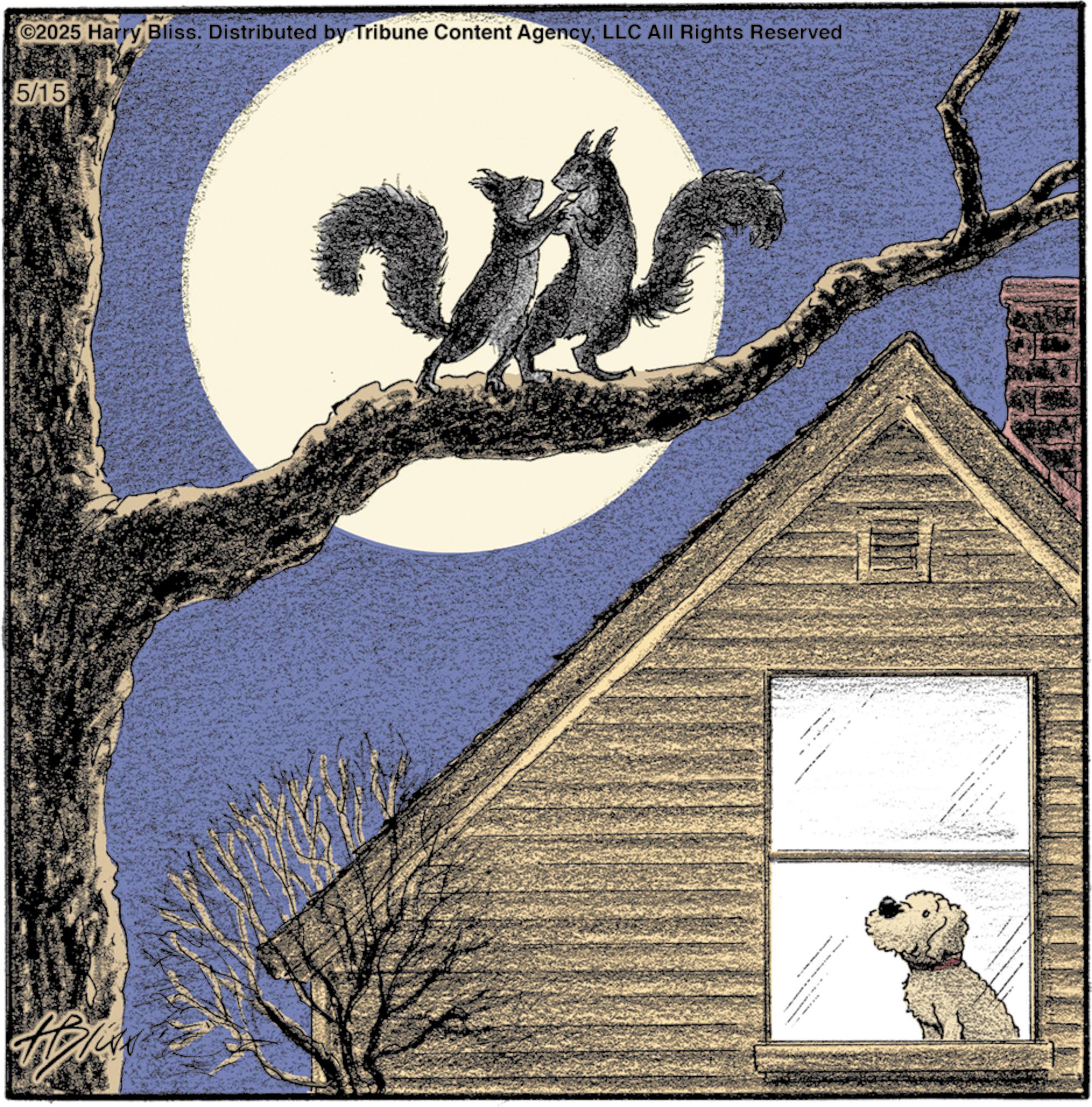 Eastern gray squirrel OCR: ©2025 Harry Bliss. Distributed by Tribune Content AgencyLLC All Rights Reserved 5/15 © 2025 Harry Bliss . Distributed by Tribune Content AgencyLLC All Rights Reserved 5/15