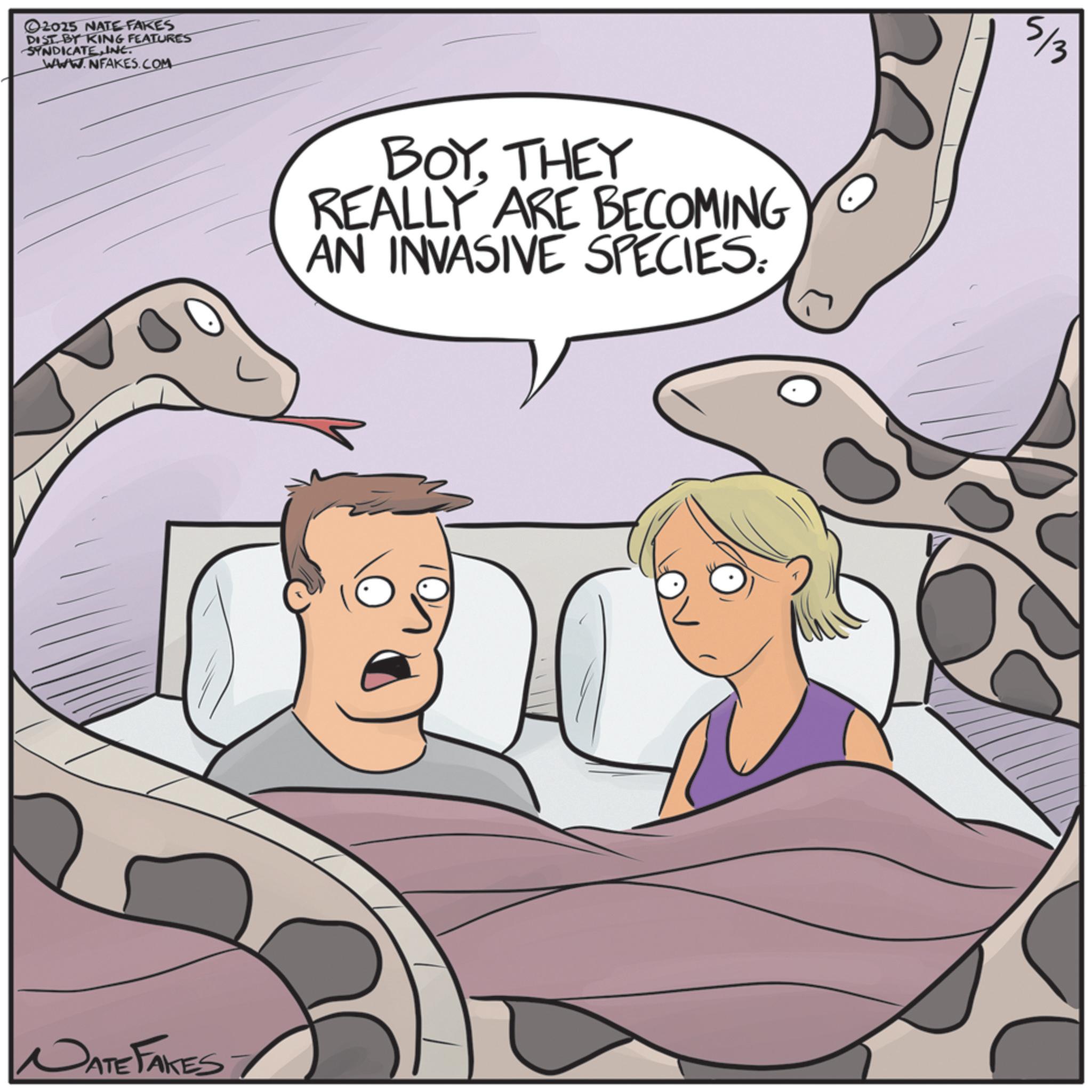 Photo caption OCR: ©2015 NATE FAKES DIST BY KING FEATURES SYNDICATE.INC. WWW.NFAKES.COM DATE FAKES: BOYTHEY REALLY ARE BECOMING AN INVASIVE SPECIES: 5/3 © 2015 NATE FAKES DIST BY KING FEATURES SYNDICATE.INC . WWW.NFAKES.COM DATE FAKES : BOYTHEY REALLY ARE BECOMING AN INVASIVE SPECIES : 5/3