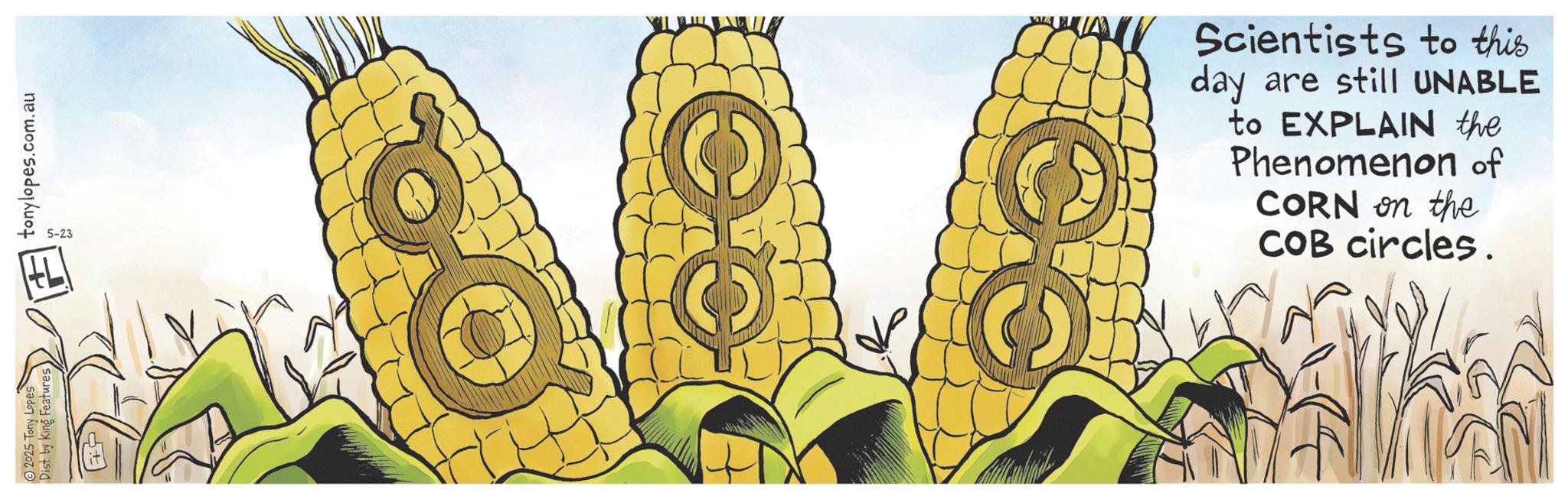 Animation OCR: 2025 Tony Lopes Dist. by King Features 5+ tonylopes.com.au 5-23 Scientists to this day are still UNABLE to EXPLAIN the Phenomenon of CORN on the COB circles. 2025 Tony Lopes Dist . by King Features 5+ tonylopes.com.au 5-23 Scientists to this day are still UNABLE to EXPLAIN the Phenomenon of CORN on the COB circles .