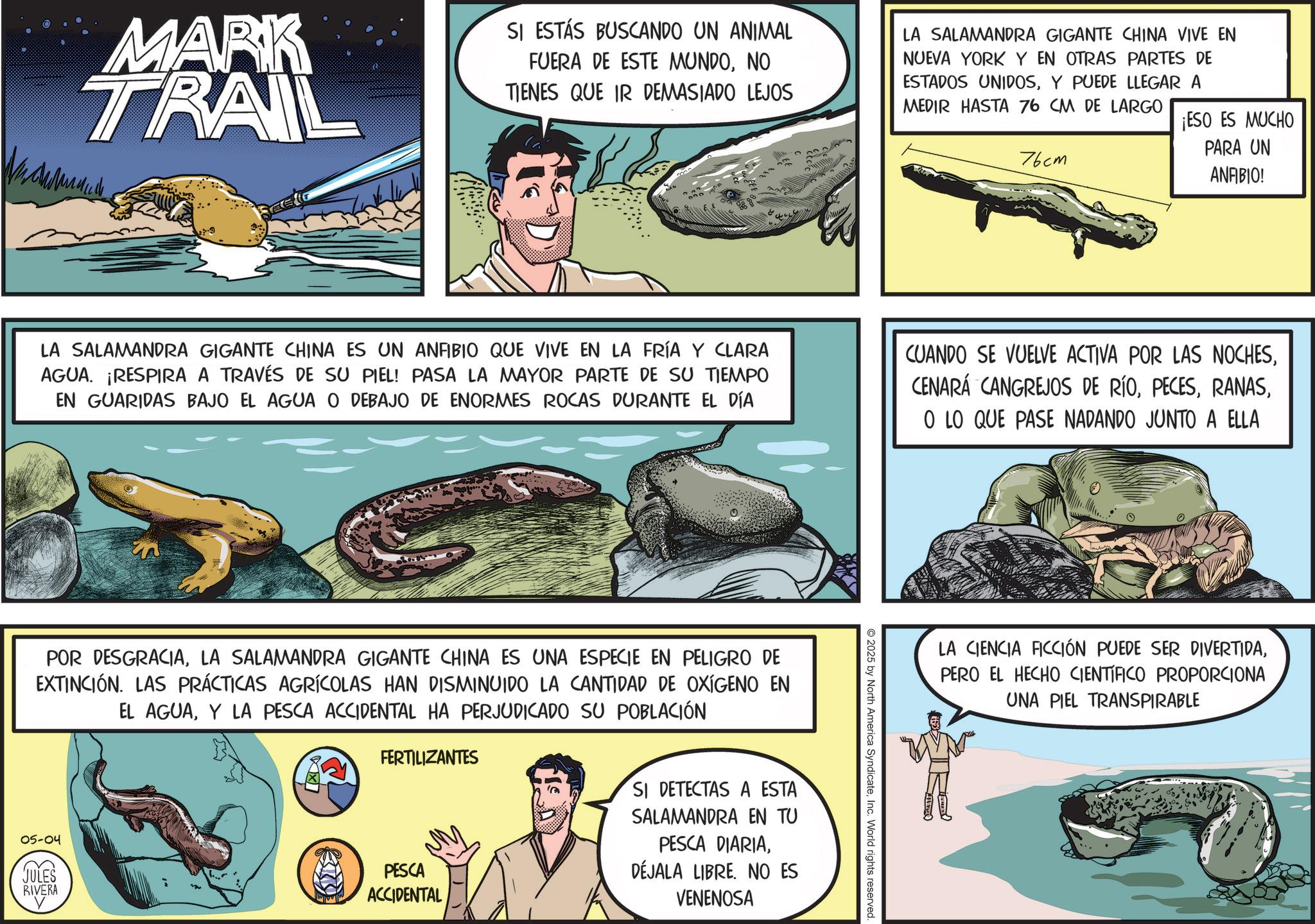 Publication OCR: MARK TRAIL ??????? SI ESTÁS BUSCANDO UN ANIMAL FUERA DE ESTE MUNDONO TIENES QUE IR DEMASIADO LEJOS LA SALAMANDRA GIGANTE CHINA VIVE EN NUEVA YORK Y EN OTRAS PARTES DE ESTADOS UNIDOSY PUEDE LLEGAR A MEDIR HASTA 76 CM DE LARGO 76cm ¡ESO ES MUCHO PARA UN ANABIO! LA SALAMANDRA GIGANTE CHINA ES UN ANFIBIO QUE VIVE EN LA FRÍA Y CLARA AGUA. ¡RESPIRA A TRAVÉS DE SU PIEL! PASA LA MAYOR PARTE DE SU TIEMPO EN GUARIDAS BAJO EL AGUA O DEBAJO DE ENORMES ROCAS DURANTE EL DÍA CUANDO SE VUELVE ACTIVA POR LAS NOCHESO LO QUE PASE NADANDO JUNTO A ELLA POR DESGRACIALA SALAMANDRA GIGANTE CHINA ES UNA ESPECIE EN PELIGRO DE EXTINCIÓN. LAS PRÁCTICAS AGRÍCOLAS HAN DISMINUIDO LA CANTIDAD DE OXIGENO EN EL AGUAY LA PESCA ACCIDENTAL HA PERJUDICADO SU POBLACIÓN FERTILIZANTES 05-04 JULES RIVERA PESCA ACCIDENTAL SI DETECTAS A ESTA SALAMANDRA EN TU PESCA DIARIADÉJALA LIBRE. NO ES VENENOSA 2025 by North America SyndicateInc. World rights reserved. LA CIENCIA FICCIÓN PUEDE SER DIVERTIDAPERO EL HECHO CIENTÍFICO PROPORCIONA UNA PIEL TRANSPIRABLE MARK TRAIL ??????? SI ESTÁS BUSCANDO UN ANIMAL FUERA DE ESTE MUNDONO TIENES QUE IR DEMASIADO LEJOS LA SALAMANDRA GIGANTE CHINA VIVE EN NUEVA YORK Y EN OTRAS PARTES DE ESTADOS UNIDOSY PUEDE LLEGAR A MEDIR HASTA 76 CM DE LARGO 76cm ¡ ESO ES MUCHO PARA UN ANABIO ! LA SALAMANDRA GIGANTE CHINA ES UN ANFIBIO QUE VIVE EN LA FRÍA Y CLARA AGUA . ¡ RESPIRA A TRAVÉS DE SU PIEL ! PASA LA MAYOR PARTE DE SU TIEMPO EN GUARIDAS BAJO EL AGUA O DEBAJO DE ENORMES ROCAS DURANTE EL DÍA CUANDO SE VUELVE ACTIVA POR LAS NOCHESCENARÁ CANGREJOS DE RÍOO LO QUE PASE NADANDO JUNTO A ELLA POR DESGRACIALA SALAMANDRA GIGANTE CHINA ES UNA ESPECIE EN PELIGRO DE EXTINCIÓN . LAS PRÁCTICAS AGRÍCOLAS HAN DISMINUIDO LA CANTIDAD DE OXIGENO EN EL AGUAY LA PESCA ACCIDENTAL HA PERJUDICADO SU POBLACIÓN FERTILIZANTES 05-04 JULES RIVERA PESCA ACCIDENTAL SI DETECTAS A ESTA SALAMANDRA EN TU PESCA DIARIADÉJALA LIBRE . NO ES VENENOSA 2025 by North America SyndicateInc. World rights reserved . LA CIENCIA FICCIÓN PUEDE SER DIVERTIDAPERO EL HECHO CIENTÍFICO PROPORCIONA UNA PIEL TRANSPIRABLE
