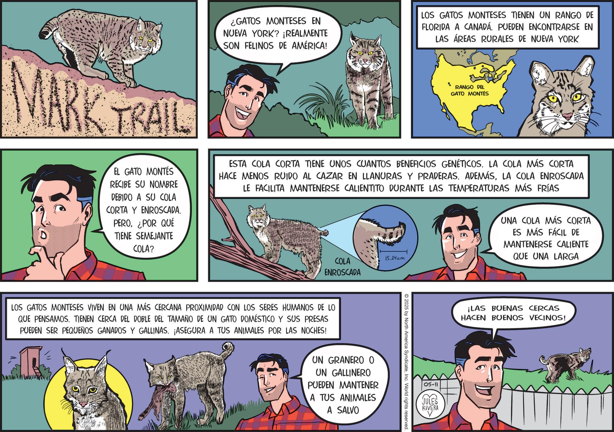 Fictional character OCR: MARK TRAIL ¿GATOS MONTESES EN NUEVA YORK? ¡REALMENTE SON FELINOS DE AMÉRICA! LOS GATOS MONTESES TIENEN UN RANGO DE FLORIDA A CANADÁ. PUEDEN ENCONTRARSE EN LAS ÁREAS RURALES DE NUEVA YORK RANGO DEL GATO MONTÉS EL GATO MONTÉS RECIBE SU NOMBRE DEBIDO A SU COLA CORTA Y ENROSCADA. PERO¿POR QUÉ TIENE SEMEJANTE COLA? ESTA COLA CORTA TIENE UNOS CUANTOS BENEFICIOS GENÉTICOS. LA COLA MÁS CORTA HACE MENOS RUIDO AL CAZAR EN LLANURAS Y PRADERAS. ADEMÁSLA COLA ENROSCADA LE FACILITA MANTENERSE CALIENTITO DURANTE LAS TEMPERATURAS MÁS FRÍAS 15.24cm UNA COLA MÁS CORTA ES MÁS FÁCIL DE MANTENERSE CALIENTE QUE UNA LARGA COLA ENROSCADA LOS GATOS MONTESES VIVEN EN UNA MÁS CERCANA PROXIMIDAD CON LOS SERES HUMANOS DE LO QUE PENSAMOS. TIENEN CERCA DEL DOBLE DEL TAMAÑO DE UN GATO DOMÉSTICO Y SUS PRESAS PUEDEN SER PEQUEÑOS GANADOS Y GALLINAS. ¡ASEGURA A TUS ANIMALES POR LAS NOCHES! UN GRANERO 0 UN GALLINERO PUEDEN MANTENER A TUS ANIMALES A SALVO 2025 by North America SyndicateInc. World rights reserved. 05-11 JULES RIVERA ¡LAS BUENAS CERCAS HACEN BUENOS VECINOS! MARK TRAIL ¿ GATOS MONTESES EN NUEVA YORK ? ¡ REALMENTE SON FELINOS DE AMÉRICA ! LOS GATOS MONTESES TIENEN UN RANGO DE FLORIDA A CANADÁ . PUEDEN ENCONTRARSE EN LAS ÁREAS RURALES DE NUEVA YORK RANGO DEL GATO MONTÉS EL GATO MONTÉS RECIBE SU NOMBRE DEBIDO A SU COLA CORTA Y ENROSCADA . PERO¿ POR QUÉ TIENE SEMEJANTE COLA ? ESTA COLA CORTA TIENE UNOS CUANTOS BENEFICIOS GENÉTICOS . LA COLA MÁS CORTA HACE MENOS RUIDO AL CAZAR EN LLANURAS Y PRADERAS . ADEMÁSLA COLA ENROSCADA LE FACILITA MANTENERSE CALIENTITO DURANTE LAS TEMPERATURAS MÁS FRÍAS 15.24cm UNA COLA MÁS CORTA ES MÁS FÁCIL DE MANTENERSE CALIENTE QUE UNA LARGA COLA ENROSCADA LOS GATOS MONTESES VIVEN EN UNA MÁS CERCANA PROXIMIDAD CON LOS SERES HUMANOS DE LO QUE PENSAMOS . TIENEN CERCA DEL DOBLE DEL TAMAÑO DE UN GATO DOMÉSTICO Y SUS PRESAS PUEDEN SER PEQUEÑOS GANADOS Y GALLINAS . ¡ ASEGURA A TUS ANIMALES POR LAS NOCHES ! UN GRANERO 0 UN GALLINERO PUEDEN MANTENER A TUS ANIMALES A SALVO 2025 by North America SyndicateInc. World rights reserved . 05-11 JULES RIVERA ¡ LAS BUENAS CERCAS HACEN BUENOS VECINOS !