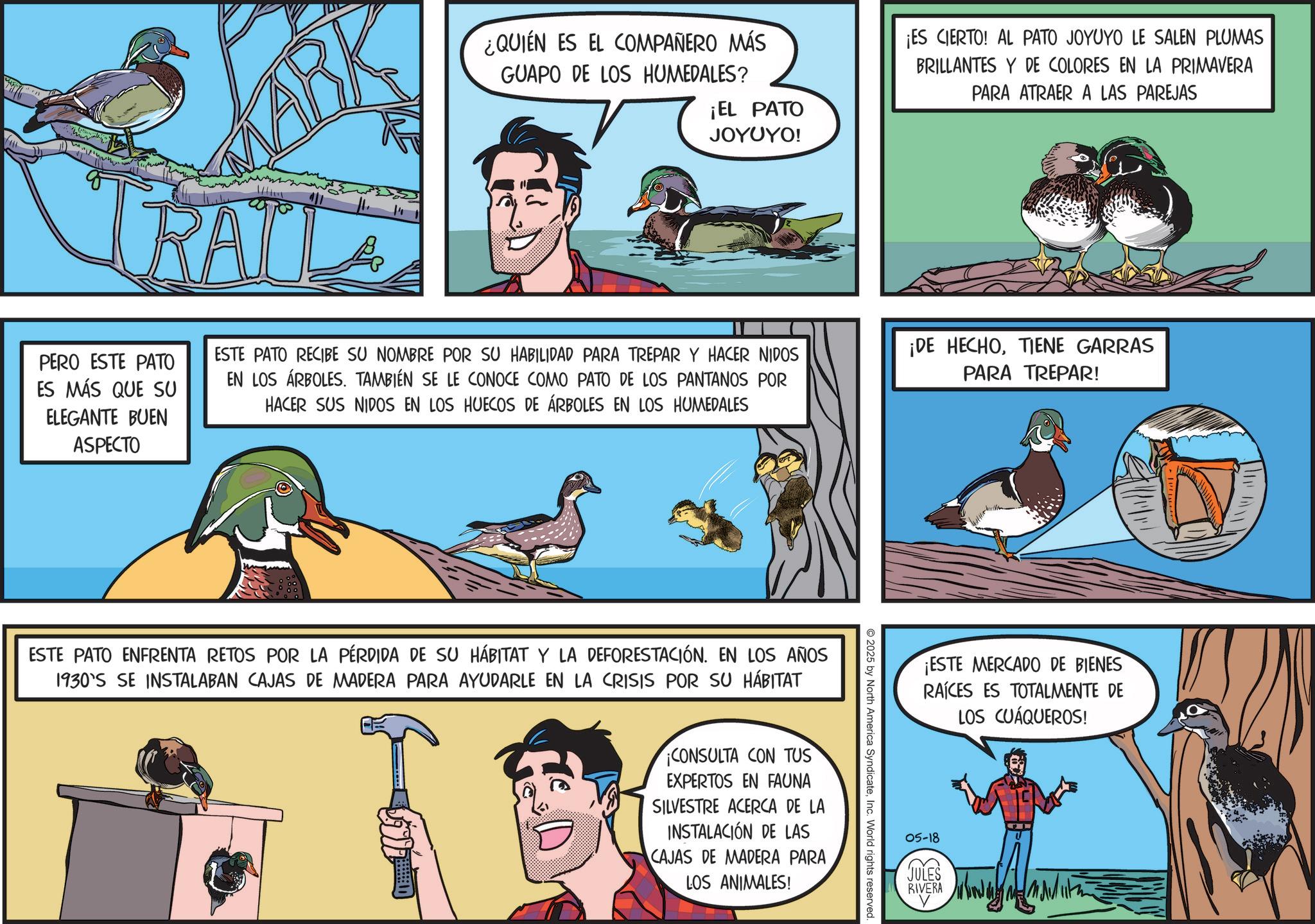 Fiction OCR: MARK TRALI PERO ESTE PATO ES MÁS QUE SU ELEGANTE BUEN ASPECTO ¿QUIÉN ES EL COMPAÑERO MÁS GUAPO DE LOS HUMEDALES? ¡EL PATO JOYUYO! ESTE PATO RECIBE SU NOMBRE POR SU HABILIDAD PARA TREPAR Y HACER NIDOS EN LOS ÁRBOLES. TAMBIÉN SE LE CONOCE COMO PATO DE LOS PANTANOS POR HACER SUS NIDOS EN LOS HUECOS DE ÁRBOLES EN LOS HUMEDALES ESTE PATO ENFRENTA RETOS POR LA PÉRDIDA DE SU HÁBITAT Y LA DEFORESTACIÓN. EN LOS AÑOS 1930'S SE INSTALABAN CAJAS DE MADERA PARA AYUDARLE EN LA CRISIS POR SU HÁBITAT ¡CONSULTA CON TUS EXPERTOS EN FAUNA SILVESTRE ACERCA DE LA INSTALACIÓN DE LAS CAJAS DE MADERA PARA LOS ANIMALES! 2025 by North America SyndicateInc. World rights reserved ¡ES CIERTO! AL PATO JOYUYO LE SALEN PLUMAS BRILLANTES Y DE COLORES EN LA PRIMAVERA PARA ATRAER A LAS PAREJAS ¡DE HECHOTIENE GARRAS PARA TREPAR! ¡ESTE MERCADO DE BIENES RAÍCES ES TOTALMENTE DE LOS CUÁQUEROS! 05-18 JULES RIVERA MARK TRALI PERO ESTE PATO ES MÁS QUE SU ELEGANTE BUEN ASPECTO ¿ QUIÉN ES EL COMPAÑERO MÁS GUAPO DE LOS HUMEDALES ? ¡ EL PATO JOYUYO ! ESTE PATO RECIBE SU NOMBRE POR SU HABILIDAD PARA TREPAR Y HACER NIDOS EN LOS ÁRBOLES . TAMBIÉN SE LE CONOCE COMO PATO DE LOS PANTANOS POR HACER SUS NIDOS EN LOS HUECOS DE ÁRBOLES EN LOS HUMEDALES ESTE PATO ENFRENTA RETOS POR LA PÉRDIDA DE SU HÁBITAT Y LA DEFORESTACIÓN . EN LOS AÑOS 1930'S SE INSTALABAN CAJAS DE MADERA PARA AYUDARLE EN LA CRISIS POR SU HÁBITAT ¡ CONSULTA CON TUS EXPERTOS EN FAUNA SILVESTRE ACERCA DE LA INSTALACIÓN DE LAS CAJAS DE MADERA PARA LOS ANIMALES ! 2025 by North America SyndicateInc. World rights reserved ¡ ES CIERTO ! AL PATO JOYUYO LE SALEN PLUMAS BRILLANTES Y DE COLORES EN LA PRIMAVERA PARA ATRAER A LAS PAREJAS ¡ DE HECHOTIENE GARRAS PARA TREPAR ! ¡ ESTE MERCADO DE BIENES RAÍCES ES TOTALMENTE DE LOS CUÁQUEROS ! 05-18 JULES RIVERA