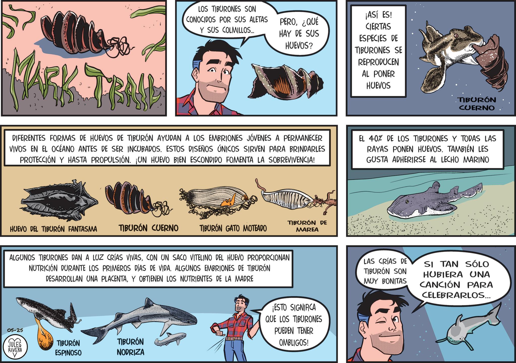 Animation OCR: LOS TIBURONES SON CONOCIDOS POR SUS ALETAS Y SUS COLMILLOS... PERO¿QUÉ HAY DE SUS HUEVOS? ¡ASÍ ES! CIERTAS ESPECIES DE TIBURONES SE REPRODUCEN AL PONER HUEVOS TIBURÓN CUERNO DIFERENTES FORMAS DE HUEVOS DE TIBURÓN AYUDAN A LOS EMBRIONES JÓVENES A PERMANECER VIVOS EN EL OCÉANO ANTES DE SER INCUBADOS. ESTOS DISEÑOS ÚNICOS SIRVEN PARA BRINDARLES PROTECCIÓN Y HASTA PROPULSIÓN. ¡UN HUEVO BIEN ESCONDIDO FOMENTA LA SOBREVIVENCIA! EL 40% DE LOS TIBURONES Y TODAS LAS RAYAS PONEN HUEVOS. TAMBIÉN LES GUSTA ADHERIRSE AL LECHO MARINO HUEVO DEL TIBURÓN FANTASMA TIBURON CUERNO TIBURON GATO MOTEADO TIBURÓN DE MAREA ALGUNOS TIBURONES DAN A LUZ CRÍAS VIVASCON UN SACO VITELINO DEL HUEVO PROPORCIONAN NUTRICIÓN DURANTE LOS PRIMEROS DÍAS DE VIDA. ALGUNOS EMBRIONES DE TIBURÓN DESARROLLAN UNA PLACENTAY OBTIENEN LOS NUTRIENTES DE LA MADRE 05-25 JULES (? RIVERA b TIBURON ESPINOSO TIBURÓN NODRIZA ¡ESTO SIGNIFICA QUE LOS TIBURONES PUEDEN TENER OMBLIGOS! LAS CRÍAS DE TIBURON SON MUY BONITAS SI TAN SÓLO HUBIERA UNA CANCIÓN PARA CELEBRARLOS... LOS TIBURONES SON CONOCIDOS POR SUS ALETAS Y SUS COLMILLOS ... PERO¿ QUÉ HAY DE SUS HUEVOS ? ¡ ASÍ ES ! CIERTAS ESPECIES DE TIBURONES SE REPRODUCEN AL PONER HUEVOS TIBURÓN CUERNO DIFERENTES FORMAS DE HUEVOS DE TIBURÓN AYUDAN A LOS EMBRIONES JÓVENES A PERMANECER VIVOS EN EL OCÉANO ANTES DE SER INCUBADOS . ESTOS DISEÑOS ÚNICOS SIRVEN PARA BRINDARLES PROTECCIÓN Y HASTA PROPULSIÓN . ¡ UN HUEVO BIEN ESCONDIDO FOMENTA LA SOBREVIVENCIA ! EL 40 % DE LOS TIBURONES Y TODAS LAS RAYAS PONEN HUEVOS . TAMBIÉN LES GUSTA ADHERIRSE AL LECHO MARINO HUEVO DEL TIBURÓN FANTASMA TIBURON CUERNO TIBURON GATO MOTEADO TIBURÓN DE MAREA ALGUNOS TIBURONES DAN A LUZ CRÍAS VIVASCON UN SACO VITELINO DEL HUEVO PROPORCIONAN NUTRICIÓN DURANTE LOS PRIMEROS DÍAS DE VIDA . ALGUNOS EMBRIONES DE TIBURÓN DESARROLLAN UNA PLACENTAY OBTIENEN LOS NUTRIENTES DE LA MADRE 05-25 JULES ( ? RIVERA b TIBURON ESPINOSO TIBURÓN NODRIZA ¡ ESTO SIGNIFICA QUE LOS TIBURONES PUEDEN TENER OMBLIGOS ! LAS CRÍAS DE TIBURON SON MUY BONITAS SI TAN SÓLO HUBIERA UNA CANCIÓN PARA CELEBRARLOS ...