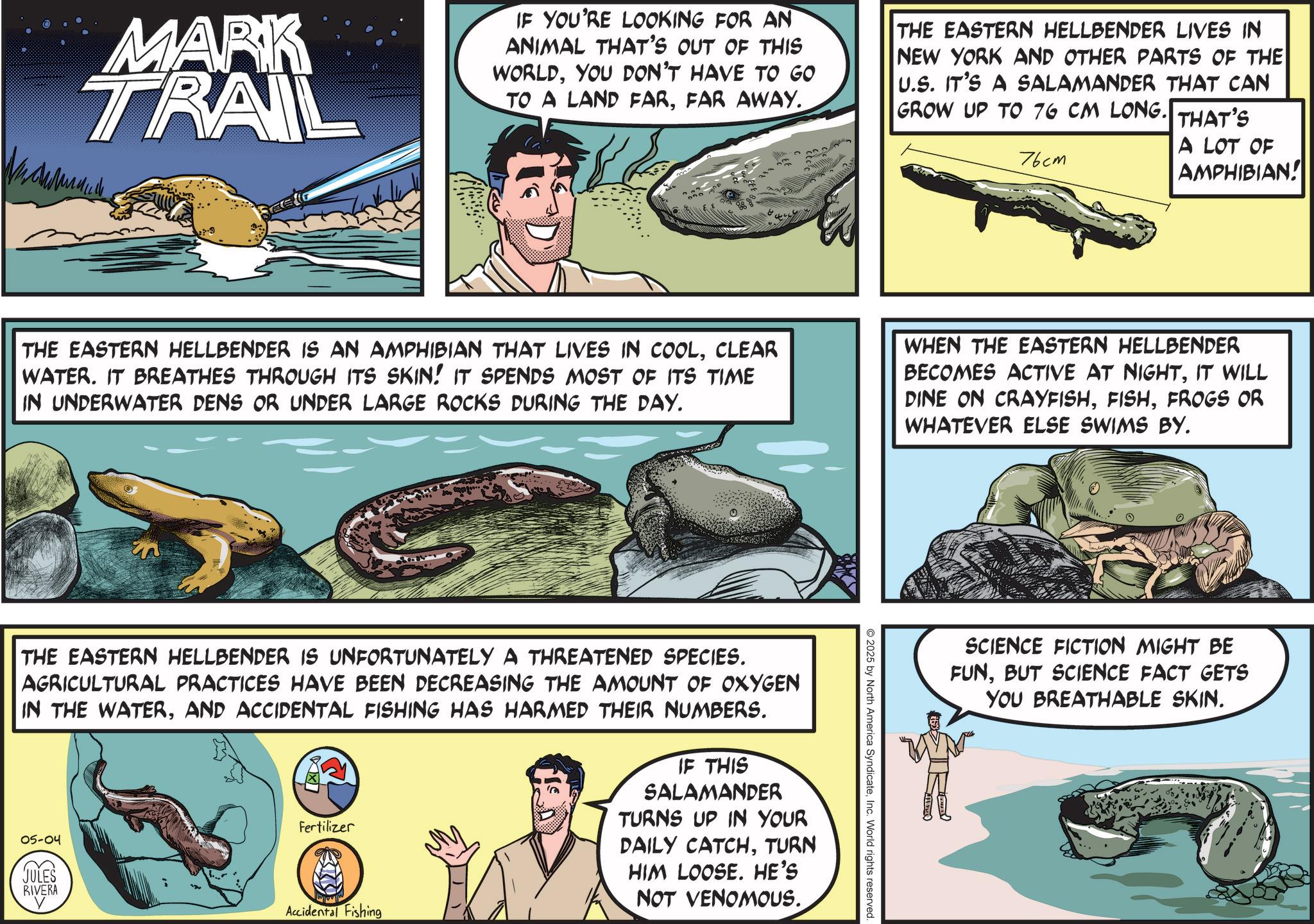 Science OCR: MARK TRAIL ??????? IF YOU'RE LOOKING FOR AN ANIMAL THAT'S OUT OF THIS WORLDYOU DON'T HAVE TO GO TO A LAND FARFAR AWAY. THE EASTERN HELLBENDER LIVES IN NEW YORK AND OTHER PARTS OF THE U.S. IT'S A SALAMANDER THAT CAN GROW UP TO 76 CM LONG.| THAT'S A LOT OF AMPHIBIAN! 76cm THE EASTERN HELLBENDER IS AN AMPHIBIAN THAT LIVES IN COOLCLEAR WATER. IT BREATHES THROUGH ITS SKIN! IT SPENDS MOST OF ITS TIME IN UNDERWATER DENS OR UNDER LARGE ROCKS DURING THE DAY. WHEN THE EASTERN HELLBENDER BECOMES ACTIVE AT NIGHTIT WILL DINE ON CRAYFISHFROGS OR WHATEVER ELSE SWIMS BY. THE EASTERN HELLBENDER IS UNFORTUNATELY A THREATENED SPECIES. AGRICULTURAL PRACTICES HAVE BEEN DECREASING THE AMOUNT OF OXYGEN IN THE WATERAND ACCIDENTAL FISHING HAS HARMED THEIR NUMBERS. 05-04 (? JULES RIVERA Fertilizer IF THIS SALAMANDER TURNS UP IN YOUR DAILY CATCHTURN HIM LOOSE. HE'S NOT VENOMOUS. Accidental Fishing 2025 by North America SyndicateInc. World rights reserved. MMF SCIENCE FICTION MIGHT BE FUNBUT SCIENCE FACT GETS YOU BREATHABLE SKIN. MARK TRAIL ??????? IF YOU'RE LOOKING FOR AN ANIMAL THAT'S OUT OF THIS WORLDYOU DON'T HAVE TO GO TO A LAND FARFAR AWAY . THE EASTERN HELLBENDER LIVES IN NEW YORK AND OTHER PARTS OF THE U.S. IT'S A SALAMANDER THAT CAN GROW UP TO 76 CM LONG . | THAT'S A LOT OF AMPHIBIAN ! 76cm THE EASTERN HELLBENDER IS AN AMPHIBIAN THAT LIVES IN COOLCLEAR WATER . IT BREATHES THROUGH ITS SKIN ! IT SPENDS MOST OF ITS TIME IN UNDERWATER DENS OR UNDER LARGE ROCKS DURING THE DAY . WHEN THE EASTERN HELLBENDER BECOMES ACTIVE AT NIGHTIT WILL DINE ON CRAYFISHFROGS OR WHATEVER ELSE SWIMS BY . THE EASTERN HELLBENDER IS UNFORTUNATELY A THREATENED SPECIES . AGRICULTURAL PRACTICES HAVE BEEN DECREASING THE AMOUNT OF OXYGEN IN THE WATERAND ACCIDENTAL FISHING HAS HARMED THEIR NUMBERS . 05-04 ( ? JULES RIVERA Fertilizer IF THIS SALAMANDER TURNS UP IN YOUR DAILY CATCHTURN HIM LOOSE . HE'S NOT VENOMOUS . Accidental Fishing 2025 by North America SyndicateInc. World rights reserved . MMF SCIENCE FICTION MIGHT BE FUNBUT SCIENCE FACT GETS YOU BREATHABLE SKIN .