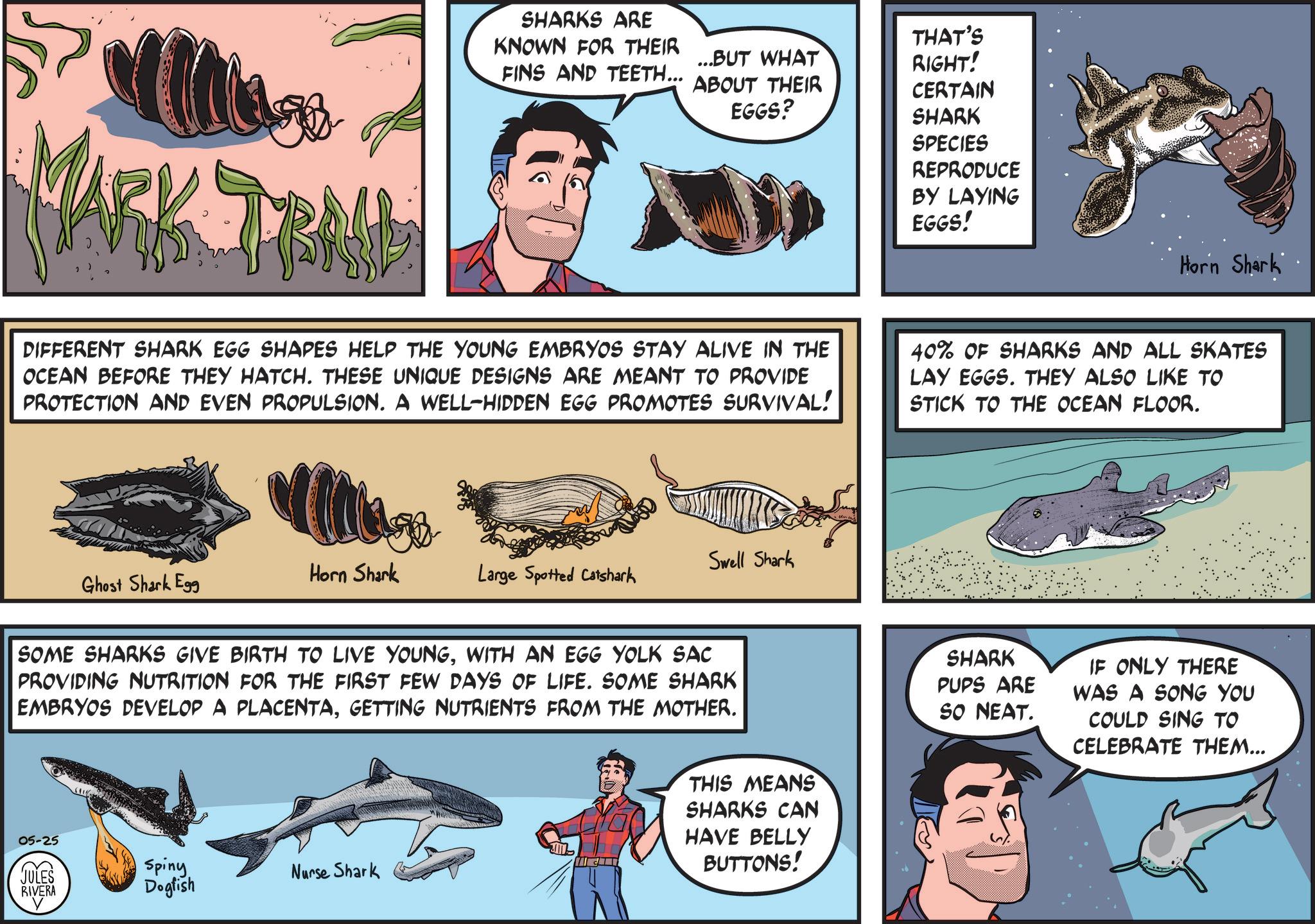 Ground sharks OCR: TRAH SHARKS ARE KNOWN FOR THEIR FINS AND TEETH... ...BUT WHAT THAT'S RIGHT! ABOUT THEIR EGGS? CERTAIN SHARK SPECIES REPRODUCE BY LAYING EGGS! Horn Shark DIFFERENT SHARK EGG SHAPES HELP THE YOUNG EMBRYOS STAY ALIVE IN THE OCEAN BEFORE THEY HATCH. THESE UNIQUE DESIGNS ARE MEANT TO PROVIDE PROTECTION AND EVEN PROPULSION. A WELL-HIDDEN EGG PROMOTES SURVIVAL! 40% OF SHARKS AND ALL SKATES LAY EGGS. THEY ALSO LIKE TO STICK TO THE OCEAN FLOOR. Ghost Shark Egg Horn Shark Swell Shark Large Spotted Catshark SOME SHARKS GIVE BIRTH TO LIVE YOUNGWITH AN EGG YOLK SAC PROVIDING NUTRITION FOR THE FIRST FEW DAYS OF LIFE. SOME SHARK EMBRYOS DEVELOP A PLACENTAGETTING NUTRIENTS FROM THE MOTHER. 05-25 JULES J RIVERA Spiny Dogfish Nurse Shark THIS MEANS SHARKS CAN HAVE BELLY BUTTONS! SHARK PUPS ARE SO NEAT. IF ONLY THERE WAS A SONG YOU COULD SING TO CELEBRATE THEM... TRAH SHARKS ARE KNOWN FOR THEIR FINS AND TEETH ... ... BUT WHAT THAT'S RIGHT ! ABOUT THEIR EGGS ? CERTAIN SHARK SPECIES REPRODUCE BY LAYING EGGS ! Horn Shark DIFFERENT SHARK EGG SHAPES HELP THE YOUNG EMBRYOS STAY ALIVE IN THE OCEAN BEFORE THEY HATCH . THESE UNIQUE DESIGNS ARE MEANT TO PROVIDE PROTECTION AND EVEN PROPULSION . A WELL - HIDDEN EGG PROMOTES SURVIVAL ! 40 % OF SHARKS AND ALL SKATES LAY EGGS . THEY ALSO LIKE TO STICK TO THE OCEAN FLOOR . Ghost Shark Egg Horn Shark Swell Shark Large Spotted Catshark SOME SHARKS GIVE BIRTH TO LIVE YOUNGWITH AN EGG YOLK SAC PROVIDING NUTRITION FOR THE FIRST FEW DAYS OF LIFE . SOME SHARK EMBRYOS DEVELOP A PLACENTAGETTING NUTRIENTS FROM THE MOTHER . 05-25 JULES J RIVERA Spiny Dogfish Nurse Shark THIS MEANS SHARKS CAN HAVE BELLY BUTTONS ! SHARK PUPS ARE SO NEAT . IF ONLY THERE WAS A SONG YOU COULD SING TO CELEBRATE THEM ...