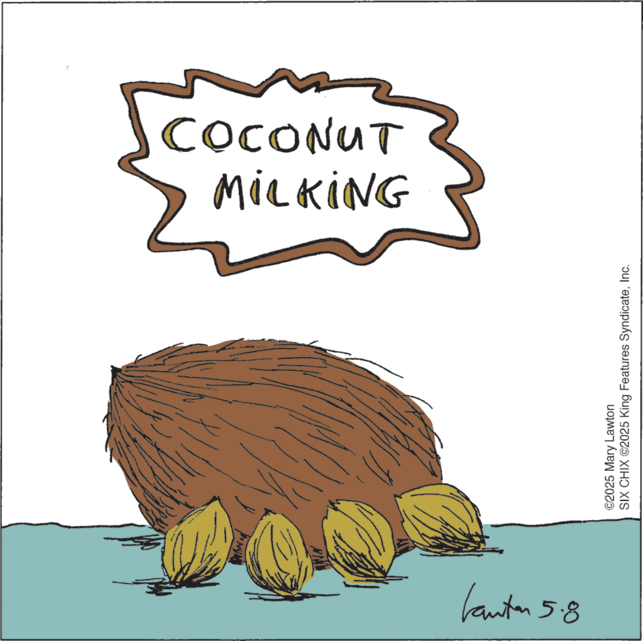OCR: MiLKiNG COCONUT kanten 5.8 ©2025 Mary Lawton SIX CHIX ©2025 King Features SyndicateInc. MiLKiNG COCONUT kanten 5.8 © 2025 Mary Lawton SIX CHIX © 2025 King Features Syndicate