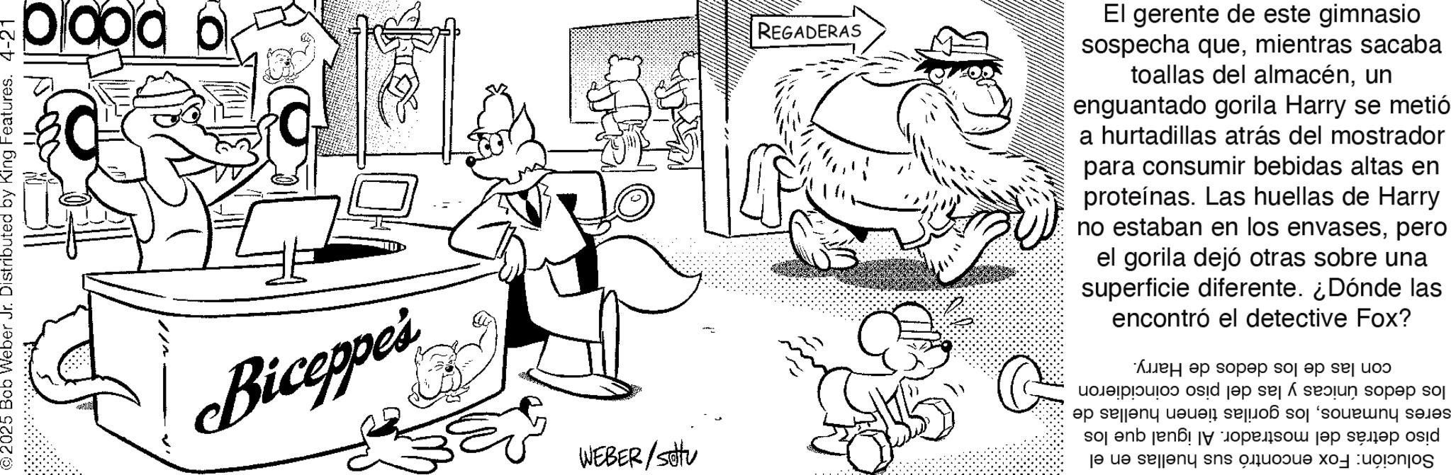 Fiction OCR: • oooo ©2025 Bob Weber Jr. Distributed by King Features. 4-21 Biceppe's WEBER/setu REGADERAS El gerente de este gimnasio sospecha quemientras sacaba toallas del almacénun enguantado gorila Harry se metió a hurtadillas atrás del mostrador para consumir bebidas altas en proteínas. Las huellas de Harry no estaban en los envasespero el gorila dejó otras sobre una superficie diferente. ¿Dónde las encontró el detective Fox? los dedos únicas y las del piso coincidieron seres humanoslos gorilas tienen huellas de piso detrás del mostrador. Al igual que los Solución: Fox encontró sus huellas en el con las de los dedos de Harry. • oooo © 2025 Bob Weber Jr. Distributed by King Features . 4-21 Biceppe's WEBER / setu REGADERAS El gerente de este gimnasio sospecha quemientras sacaba toallas del almacénun enguantado gorila Harry se metió a hurtadillas atrás del mostrador para consumir bebidas altas en proteínas . Las huellas de Harry no estaban en los envasespero el gorila dejó otras sobre una superficie diferente . ¿ Dónde las encontró el detective Fox ? los dedos únicas y las del piso coincidieron seres humanoslos gorilas tienen huellas de piso detrás del mostrador . Al igual que los Solución : Fox encontró sus huellas en el con las de los dedos de Harry .