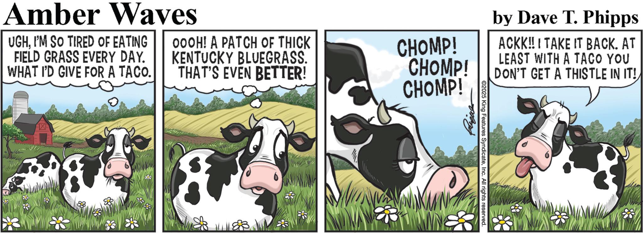 Livestock OCR: Amber Waves UGHI'M SO TIRED OF EATING FIELD GRASS EVERY DAY. WHAT I'D GIVE FOR A TACO. OOOH! A PATCH OF THICK KENTUCKY BLUEGRASS. THAT'S EVEN BETTER! CHOMP! CHOMP! CHOMP! by Dave T. Phipps ACKK!! I TAKE IT BACK. AT LEAST WITH A TACO YOU DON'T GET A THISTLE IN IT! ©2025 King Features SyndicateInc. All rights reserved. Amber Waves UGHI'M SO TIRED OF EATING FIELD GRASS EVERY DAY . WHAT I'D GIVE FOR A TACO . OOOH ! A PATCH OF THICK KENTUCKY BLUEGRASS . THAT'S EVEN BETTER ! CHOMP ! CHOMP ! CHOMP ! by Dave T. Phipps ACKK !! I TAKE IT BACK . AT LEAST WITH A TACO YOU DON'T GET A THISTLE IN IT ! © 2025 King Features SyndicateInc. All rights reserved .