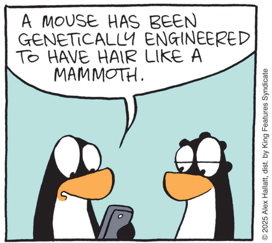 Fictional character OCR: A MOUSE HAS BEEN GENETICALLY ENGINEERED TO HAVE HAIR LIKE A MAMMOTH. O 2025 Alex Hallattdist. by King Features Syndicate A MOUSE HAS BEEN GENETICALLY ENGINEERED TO HAVE HAIR LIKE A MAMMOTH . O 2025 Alex Hallattdist . by King Features Syndicate