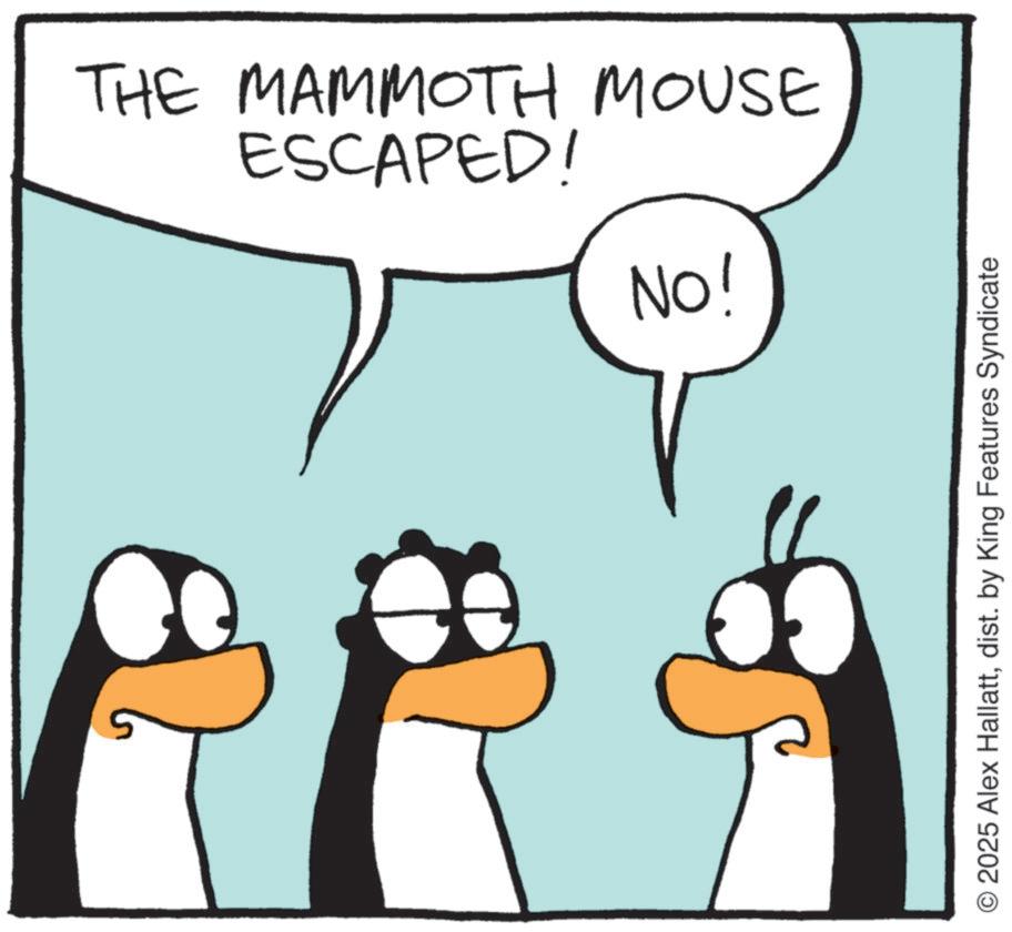 Penguin OCR: THE MAMMOTH MOUSE ESCAPED! NO! 2025 Alex Hallattdist. by King Features Syndicate THE MAMMOTH MOUSE ESCAPED ! NO ! 2025 Alex Hallattdist . by King Features Syndicate