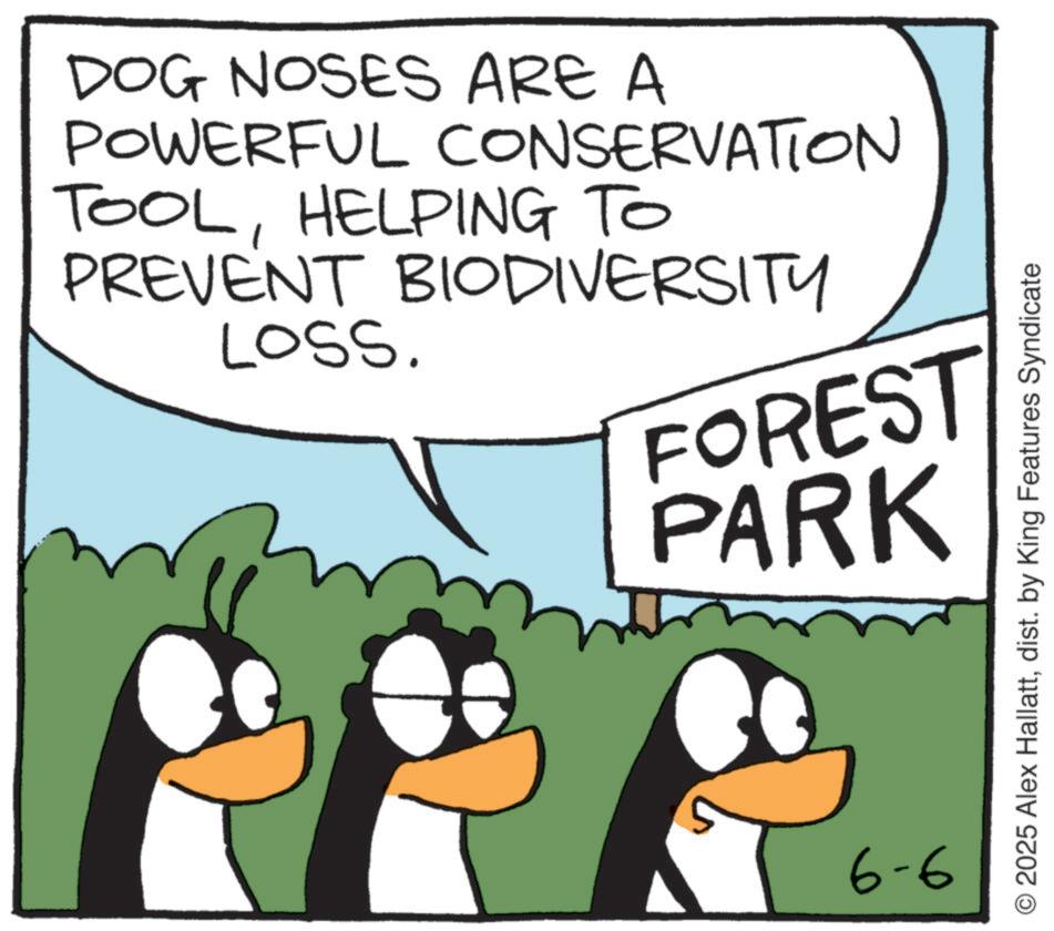 Animation OCR: DOG NOSES ARE A POWERFUL CONSERVATION TOOLHELPING TO PREVENT BIODIVERSITY LOSS. FOREST PARK 6-6 O 2025 Alex Hallattdist. by King Features Syndicate DOG NOSES ARE A POWERFUL CONSERVATION TOOLHELPING TO PREVENT BIODIVERSITY LOSS . FOREST PARK 6-6 O 2025 Alex Hallattdist . by King Features Syndicate