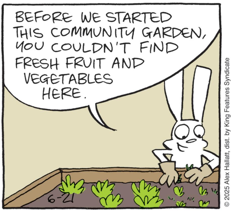 Rabbit OCR: BEFORE WE STARTED THIS COMMUNITY GARDENYOU COULDN'T FIND FRESH FRUIT AND VEGETABLES HERE. 6-21 ? N ?? O2025 Alex Hallattdist. by King Features Syndicate BEFORE WE STARTED THIS COMMUNITY GARDENYOU COULDN'T FIND FRESH FRUIT AND VEGETABLES HERE . 6-21 ? N ?? O2025 Alex Hallattdist . by King Features Syndicate