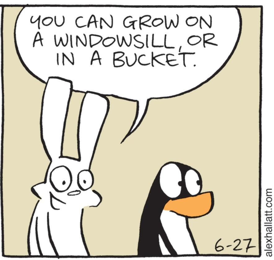 Comics OCR: YOU CAN GROW ON A WINDOWSILLOR IN A BUCKET. 6-27 alexhallatt.com YOU CAN GROW ON A WINDOWSILLOR IN A BUCKET . 6-27 alexhallatt.com