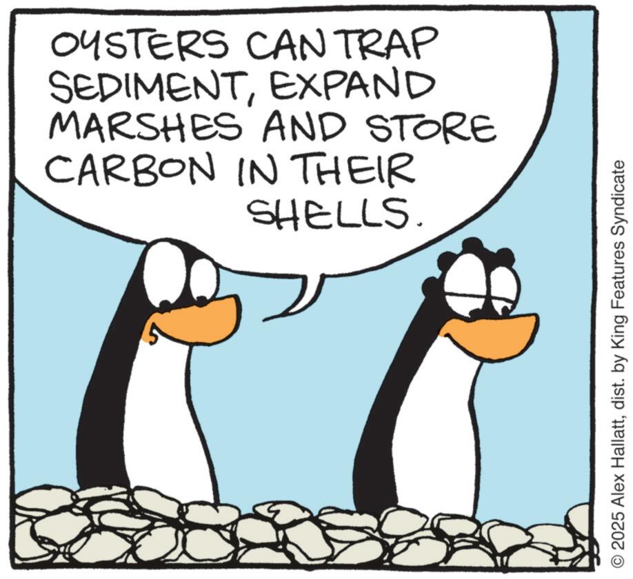 Animated cartoon OCR: OYSTERS CAN TRAP SEDIMENTEXPAND MARSHES AND STORE CARBON IN THEIR SHELLS. 2025 Alex Hallattdist. by King Features Syndicate OYSTERS CAN TRAP SEDIMENTEXPAND MARSHES AND STORE CARBON IN THEIR SHELLS . 2025 Alex Hallattdist . by King Features Syndicate