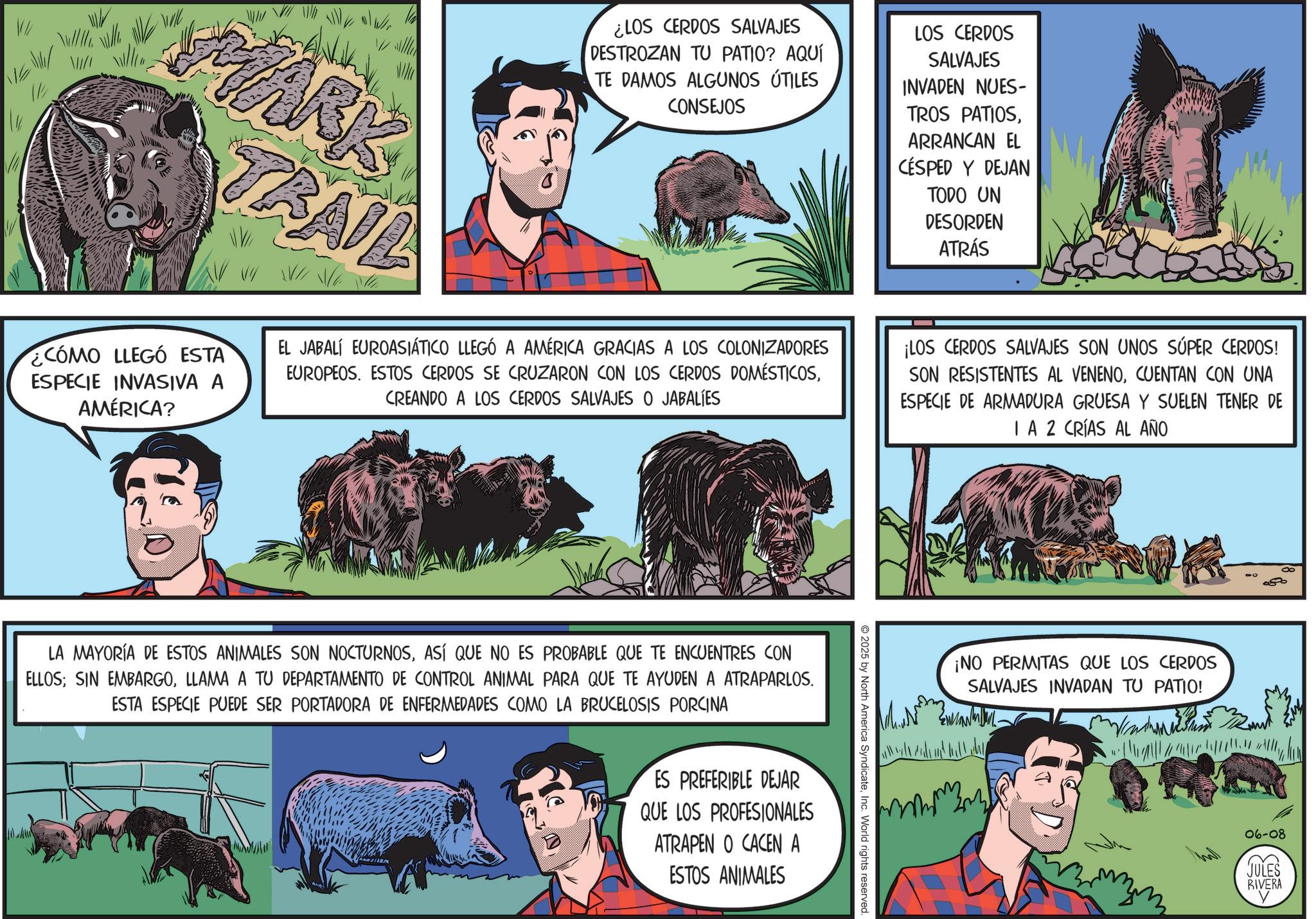 Fictional character OCR: MARK TRAIL ¿CÓMO LLEGÓ ESTA ESPECIE INVASIVA A AMÉRICA? ¿LOS CERDOS SALVAJES DESTROZAN TU PATIO? AQUÍ TE DAMOS ALGUNOS ÚTILES CONSEJOS EL JABALI EUROASIÁTICO LLEGÓ A AMÉRICA GRACIAS A LOS COLONIZADORES EUROPEOS. ESTOS CERDOS SE CRUZARON CON LOS CERDOS DOMÉSTICOSCREANDO A LOS CERDOS SALVAJES O JABALIES LOS CERDOS SALVAJES INVADEN NUES- TROS PATIOSARRANCAN EL CÉSPED Y DEJAN TODO UN DESORDEN ATRÁS ¡LOS CERDOS SALVAJES SON UNOS SÚPER CERDOS! SON RESISTENTES AL VENENOCUENTAN CON UNA ESPECIE DE ARMADURA GRUESA Y SUELEN TENER DE IA 2 CRÍAS AL AÑO LA MAYORÍA DE ESTOS ANIMALES SON NOCTURNOSASÍ QUE NO ES PROBABLE QUE TE ENCUENTRES CON ELLOS; SIN EMBARGOLLAMA A TU DEPARTAMENTO DE CONTROL ANIMAL PARA QUE TE AYUDEN A ATRAPARLOS. ESTA ESPECIE PUEDE SER PORTADORA DE ENFERMEDADES COMO LA BRUCELOSIS PORCINA ES PREFERIBLE DEJAR QUE LOS PROFESIONALES ATRAPEN O CACEN A ESTOS ANIMALES 2025 by North America SyndicateInc. World rights reserved. ¡NO PERMITAS QUE LOS CERDOS SALVAJES INVADAN TU PATIO! 06-08 JULES RIVERA MARK TRAIL ¿ CÓMO LLEGÓ ESTA ESPECIE INVASIVA A AMÉRICA ? ¿ LOS CERDOS SALVAJES DESTROZAN TU PATIO ? AQUÍ TE DAMOS ALGUNOS ÚTILES CONSEJOS EL JABALI EUROASIÁTICO LLEGÓ A AMÉRICA GRACIAS A LOS COLONIZADORES EUROPEOS . ESTOS CERDOS SE CRUZARON CON LOS CERDOS DOMÉSTICOSCREANDO A LOS CERDOS SALVAJES O JABALIES LOS CERDOS SALVAJES INVADEN NUES- TROS PATIOSARRANCAN EL CÉSPED Y DEJAN TODO UN DESORDEN ATRÁS ¡ LOS CERDOS SALVAJES SON UNOS SÚPER CERDOS ! SON RESISTENTES AL VENENOCUENTAN CON UNA ESPECIE DE ARMADURA GRUESA Y SUELEN TENER DE IA 2 CRÍAS AL AÑO LA MAYORÍA DE ESTOS ANIMALES SON NOCTURNOSASÍ QUE NO ES PROBABLE QUE TE ENCUENTRES CON ELLOS ; SIN EMBARGOLLAMA A TU DEPARTAMENTO DE CONTROL ANIMAL PARA QUE TE AYUDEN A ATRAPARLOS . ESTA ESPECIE PUEDE SER PORTADORA DE ENFERMEDADES COMO LA BRUCELOSIS PORCINA ES PREFERIBLE DEJAR QUE LOS PROFESIONALES ATRAPEN O CACEN A ESTOS ANIMALES 2025 by North America SyndicateInc. World rights reserved . ¡ NO PERMITAS QUE LOS CERDOS SALVAJES INVADAN TU PATIO ! 06-08 JULES RIVERA