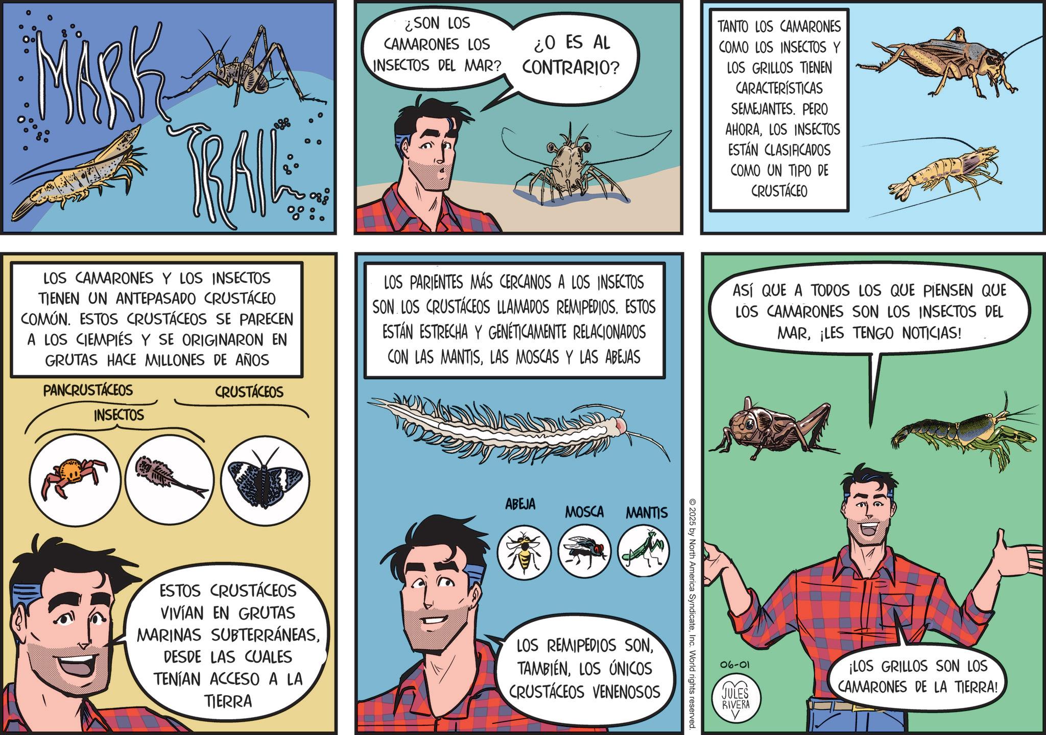 Comic book OCR: ¿SON LOS CAMARONES LOS INSECTOS DEL MAR? ¿O ES AL CONTRARIO? TANTO LOS CAMARONES COMO LOS INSECTOS Y TRAILE LOS CAMARONES Y LOS INSECTOS TIENEN UN ANTEPASADO CRUSTACEO COMÚN. ESTOS CRUSTACEOS SE PARECEN A LOS CIEMPIÉS Y SE ORIGINARON EN GRUTAS HACE MILLONES DE AÑOS PANCRUSTACEOS CRUSTACEOS LOS PARIENTES MÁS CERCANOS A LOS INSECTOS SON LOS CRUSTACEOS LLAMADOS REMIPEDIOS. ESTOS ESTÁN ESTRECHA Y GENÉTICAMENTE RELACIONADOS CON LAS MANTISLAS MOSCAS Y LAS ABEJAS LOS GRILLOS TIENEN CARACTERÍSTICAS SEMEJANTES. PERO AHORALOS INSECTOS ESTÁN CLASIFICADOS COMO UN TIPO DE CRUSTACEO ASÍ QUE A TODOS LOS QUE PIENSEN QUE LOS CAMARONES SON LOS INSECTOS DEL MAR¡LES TENGO NOTICIAS! INSECTOS ABEJA MOSCA MANTIS ESTOS CRUSTACEOS VIVIAN EN GRUTAS MARINAS SUBTERRÁNEASDESDE LAS CUALES TENÍAN ACCESO A LA TIERRA LOS REMIPEDIOS SONLOS ÚNICOS CRUSTACEOS VENENOSOS 2025 by North America SyndicateInc. World rights reserved. 06-01 JULES ¡LOS GRILLOS SON LOS CAMARONES DE LA TIERRA! RIVERA ¿ SON LOS CAMARONES LOS INSECTOS DEL MAR ? ¿ O ES AL CONTRARIO ? TANTO LOS CAMARONES COMO LOS INSECTOS Y TRAILE LOS CAMARONES Y LOS INSECTOS TIENEN UN ANTEPASADO CRUSTACEO COMÚN . ESTOS CRUSTACEOS SE PARECEN A LOS CIEMPIÉS Y SE ORIGINARON EN GRUTAS HACE MILLONES DE AÑOS PANCRUSTACEOS CRUSTACEOS LOS PARIENTES MÁS CERCANOS A LOS INSECTOS SON LOS CRUSTACEOS LLAMADOS REMIPEDIOS . ESTOS ESTÁN ESTRECHA Y GENÉTICAMENTE RELACIONADOS CON LAS MANTISLAS MOSCAS Y LAS ABEJAS LOS GRILLOS TIENEN CARACTERÍSTICAS SEMEJANTES . PERO AHORALOS INSECTOS ESTÁN CLASIFICADOS COMO UN TIPO DE CRUSTACEO ASÍ QUE A TODOS LOS QUE PIENSEN QUE LOS CAMARONES SON LOS INSECTOS DEL MAR¡ LES TENGO NOTICIAS ! INSECTOS ABEJA MOSCA MANTIS ESTOS CRUSTACEOS VIVIAN EN GRUTAS MARINAS SUBTERRÁNEASDESDE LAS CUALES TENÍAN ACCESO A LA TIERRA LOS REMIPEDIOS SONLOS ÚNICOS CRUSTACEOS VENENOSOS 2025 by North America SyndicateInc. World rights reserved . 06-01 JULES ¡ LOS GRILLOS SON LOS CAMARONES DE LA TIERRA ! RIVERA