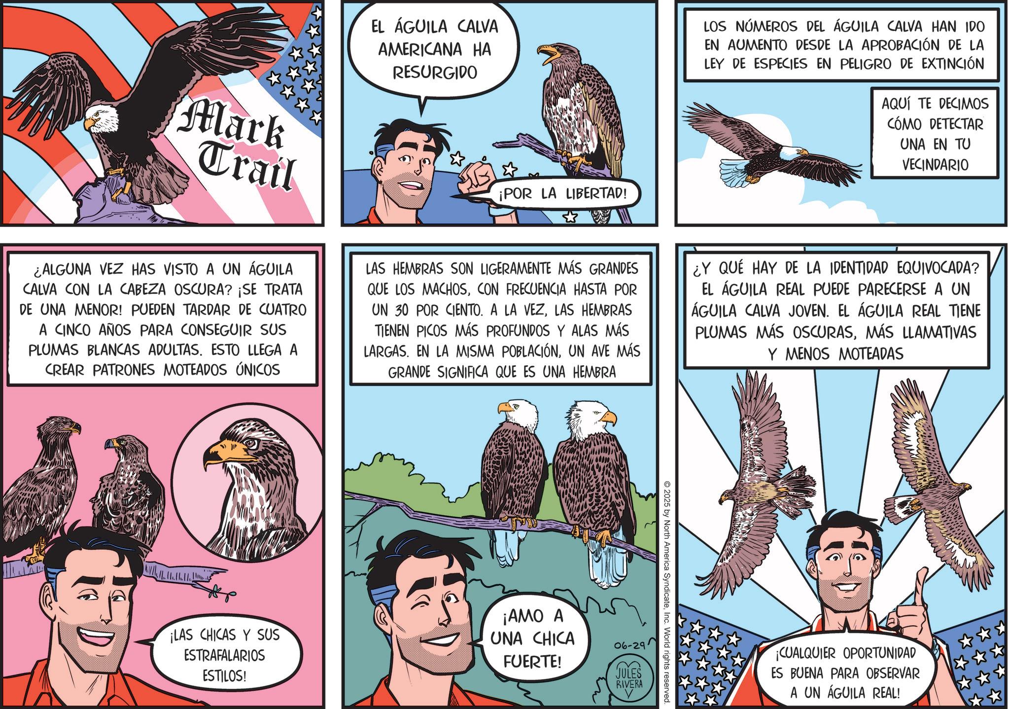 Animated cartoon OCR: Mark Trail EL ÁGUILA CALVA AMERICANA HA RESURGIDO LOS NÚMEROS DEL ÁGUILA CALVA HAN IDO EN AUMENTO DESDE LA APROBACIÓN DE LA LEY DE ESPECIES EN PELIGRO DE EXTINCIÓN AQUÍ TE DECIMOS CÓMO DETECTAR UNA EN TU VECINDARIO ¡POR LA LIBERTAD! ¿ALGUNA VEZ HAS VISTO A UN ÁGUILA CALVA CON LA CABEZA OSCURA? ¡SE TRATA DE UNA MENOR! PUEDEN TARDAR DE CUATRO A CINCO AÑOS PARA CONSEGUIR SUS PLUMAS BLANCAS ADULTAS. ESTO LLEGA A CREAR PATRONES MOTEADOS ÚNICOS LAS HEMBRAS SON LIGERAMENTE MÁS GRANDES QUE LOS MACHOSCON FRECUENCIA HASTA POR UN 30 POR CIENTO. A LA VEZLAS HEMBRAS TIENEN PICOS MÁS PROFUNDOS Y ALAS MÁS LARGAS. EN LA MISMA POBLACIÓNUN AVE MÁS GRANDE SIGNIFICA QUE ES UNA HEMBRA ¿Y QUÉ HAY DE LA IDENTIDAD EQUIVOCADA? EL ÁGUILA REAL PUEDE PARECERSE A UN ÁGUILA CALVA JOVEN. EL ÁGUILA REAL TIENE PLUMAS MÁS OSCURASMÁS LLAMATIVAS Y MENOS MOTEADAS ¡LAS CHICAS Y SUS ESTRAFALARIOS ESTILOS! 2025 by North America SyndicateInc. World rights reserved. ¡AMO A UNA CHICA FUERTE! 06-29 JULES RIVERA V ¡CUALQUIER OPORTUNIDAD ES BUENA PARA OBSERVAR A UN ÁGUILA REAL! Mark Trail EL ÁGUILA CALVA AMERICANA HA RESURGIDO LOS NÚMEROS DEL ÁGUILA CALVA HAN IDO EN AUMENTO DESDE LA APROBACIÓN DE LA LEY DE ESPECIES EN PELIGRO DE EXTINCIÓN AQUÍ TE DECIMOS CÓMO DETECTAR UNA EN TU VECINDARIO ¡ POR LA LIBERTAD ! ¿ ALGUNA VEZ HAS VISTO A UN ÁGUILA CALVA CON LA CABEZA OSCURA ? ¡ SE TRATA DE UNA MENOR ! PUEDEN TARDAR DE CUATRO A CINCO AÑOS PARA CONSEGUIR SUS PLUMAS BLANCAS ADULTAS . ESTO LLEGA A CREAR PATRONES MOTEADOS ÚNICOS LAS HEMBRAS SON LIGERAMENTE MÁS GRANDES QUE LOS MACHOSCON FRECUENCIA HASTA POR UN 30 POR CIENTO . A LA VEZLAS HEMBRAS TIENEN PICOS MÁS PROFUNDOS Y ALAS MÁS LARGAS . EN LA MISMA POBLACIÓNUN AVE MÁS GRANDE SIGNIFICA QUE ES UNA HEMBRA ¿ Y QUÉ HAY DE LA IDENTIDAD EQUIVOCADA ? EL ÁGUILA REAL PUEDE PARECERSE A UN ÁGUILA CALVA JOVEN . EL ÁGUILA REAL TIENE PLUMAS MÁS OSCURASMÁS LLAMATIVAS Y MENOS MOTEADAS ¡ LAS CHICAS Y SUS ESTRAFALARIOS ESTILOS ! 2025 by North America SyndicateInc. World rights reserved . ¡ AMO A UNA CHICA FUERTE ! 06-29 JULES RIVERA V ¡ CUALQUIER OPORTUNIDAD ES BUENA PARA OBSERVAR A UN ÁGUILA REAL !
