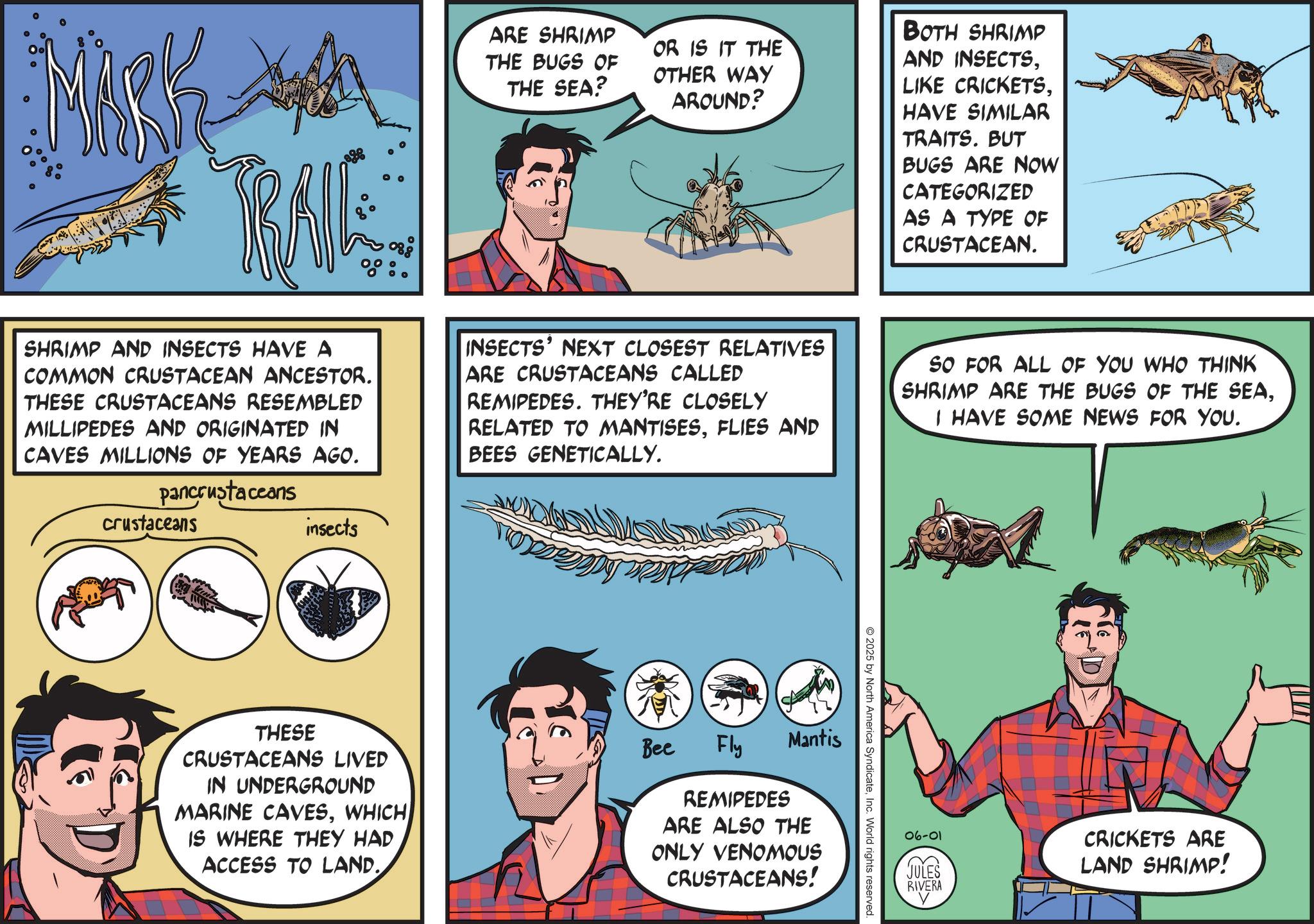 Animation OCR: TRAIL ARE SHRIMP THE BUGS OF THE SEA? OR IS IT THE OTHER WAY AROUND? BOTH SHRIMP AND INSECTSHAVE SIMILAR TRAITS. BUT BUGS ARE NOW CATEGORIZED AS A TYPE OF CRUSTACEAN. SHRIMP AND INSECTS HAVE A COMMON CRUSTACEAN ANCESTOR. THESE CRUSTACEANS RESEMBLED MILLIPEDES AND ORIGINATED IN CAVES MILLIONS OF YEARS AGO. pancrustaceans INSECTS' NEXT CLOSEST RELATIVES ARE CRUSTACEANS CALLED REMIPEDES. THEY'RE CLOSELY RELATED TO MANTISESFLIES AND BEES GENETICALLY. SO FOR ALL OF YOU WHO THINK SHRIMP ARE THE BUGS OF THE SEAI HAVE SOME NEWS FOR YOU. crustaceans insects 2025 by North America SyndicateInc. World rights reserved. THESE CRUSTACEANS LIVED IN UNDERGROUND MARINE CAVESWHICH IS WHERE THEY HAD ACCESS TO LAND. Bee Fly Mantis REMIPEDES ARE ALSO THE ONLY VENOMOUS CRUSTACEANS! 06001 CRICKETS ARE JULES LAND SHRIMP! RIVERA TRAIL ARE SHRIMP THE BUGS OF THE SEA ? OR IS IT THE OTHER WAY AROUND ? BOTH SHRIMP AND INSECTSLIKE CRICKETSHAVE SIMILAR TRAITS . BUT BUGS ARE NOW CATEGORIZED AS A TYPE OF CRUSTACEAN . SHRIMP AND INSECTS HAVE A COMMON CRUSTACEAN ANCESTOR . THESE CRUSTACEANS RESEMBLED MILLIPEDES AND ORIGINATED IN CAVES MILLIONS OF YEARS AGO . pancrustaceans INSECTS ' NEXT CLOSEST RELATIVES ARE CRUSTACEANS CALLED REMIPEDES . THEY'RE CLOSELY RELATED TO MANTISESFLIES AND BEES GENETICALLY . SO FOR ALL OF YOU WHO THINK SHRIMP ARE THE BUGS OF THE SEAI HAVE SOME NEWS FOR YOU . crustaceans insects 2025 by North America SyndicateInc. World rights reserved . THESE CRUSTACEANS LIVED IN UNDERGROUND MARINE CAVESWHICH IS WHERE THEY HAD ACCESS TO LAND . Bee Fly Mantis REMIPEDES ARE ALSO THE ONLY VENOMOUS CRUSTACEANS ! 06001 CRICKETS ARE JULES LAND SHRIMP ! RIVERA
