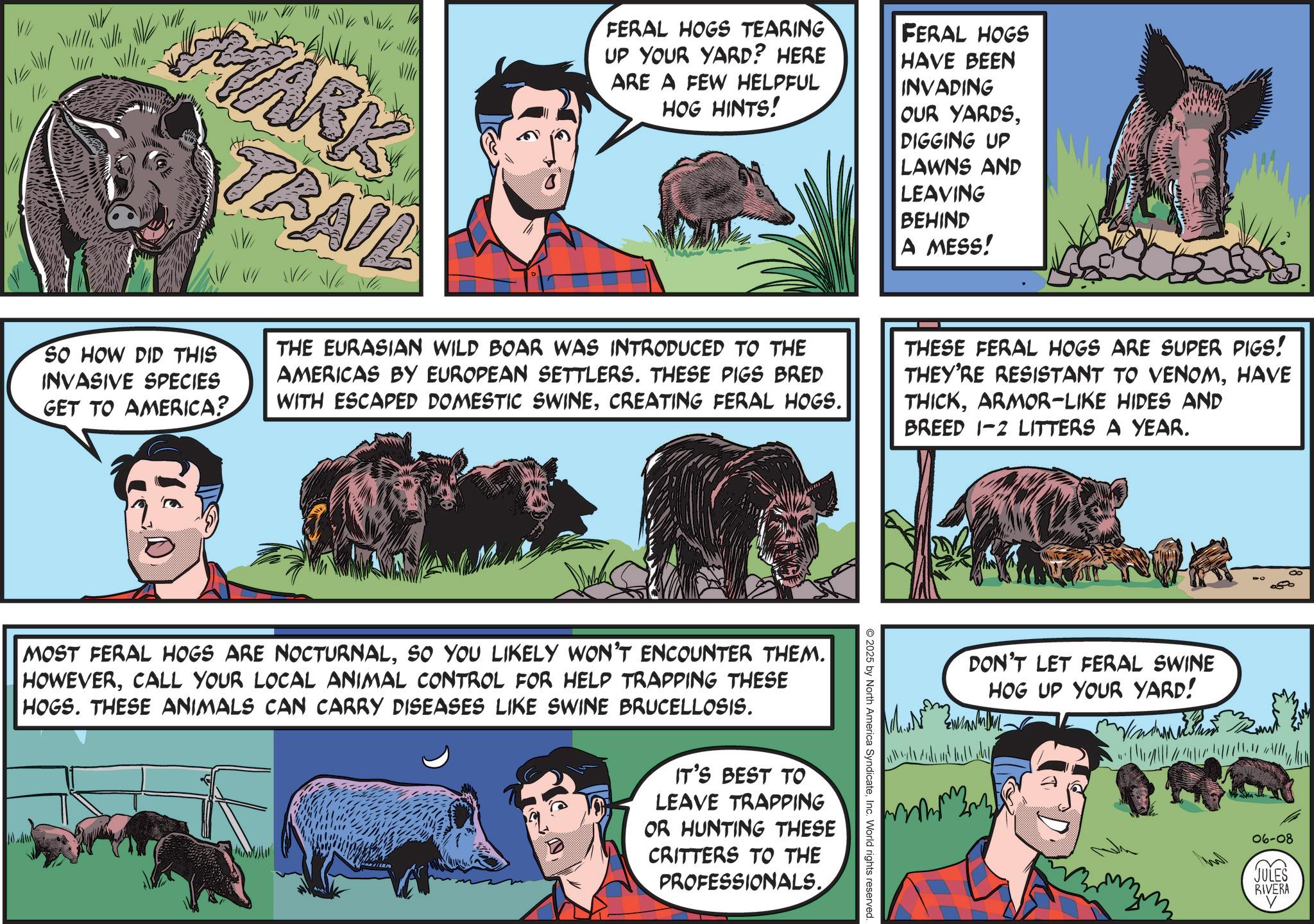 Ranch OCR: ///// MARK TRAIL SO HOW DID THIS INVASIVE SPECIES GET TO AMERICA? W FERAL HOGS TEARING UP YOUR YARD? HERE ARE A FEW HELPFUL HOG HINTS! THE EURASIAN WILD BOAR WAS INTRODUCED TO THE AMERICAS BY EUROPEAN SETTLERS. THESE PIGS BRED WITH ESCAPED DOMESTIC SWINECREATING FERAL HOGS. FERAL HOGS HAVE BEEN INVADING OUR YARDSDIGGING UP LAWNS AND LEAVING BEHIND A MESS! THESE FERAL HOGS ARE SUPER PIGS! THEY'RE RESISTANT TO VENOMHAVE THICKARMOR-LIKE HIDES AND BREED 1-2 LITTERS A YEAR. 2025 by North America SyndicateInc. World rights reserved. MOST FERAL HOGS ARE NOCTURNALSO YOU LIKELY WON'T ENCOUNTER THEM. HOWEVERCALL YOUR LOCAL ANIMAL CONTROL FOR HELP TRAPPING THESE HOGS. THESE ANIMALS CAN CARRY DISEASES LIKE SWINE BRUCELLOSIS. IT'S BEST TO LEAVE TRAPPING OR HUNTING THESE CRITTERS TO THE PROFESSIONALS. DON'T LET FERAL SWINE HOG UP YOUR YARD! 06-08 JULES RIVERA ? ///// MARK TRAIL SO HOW DID THIS INVASIVE SPECIES GET TO AMERICA ? W FERAL HOGS TEARING UP YOUR YARD ? HERE ARE A FEW HELPFUL HOG HINTS ! THE EURASIAN WILD BOAR WAS INTRODUCED TO THE AMERICAS BY EUROPEAN SETTLERS . THESE PIGS BRED WITH ESCAPED DOMESTIC SWINECREATING FERAL HOGS . FERAL HOGS HAVE BEEN INVADING OUR YARDSDIGGING UP LAWNS AND LEAVING BEHIND A MESS ! THESE FERAL HOGS ARE SUPER PIGS ! THEY'RE RESISTANT TO VENOMHAVE THICKARMOR - LIKE HIDES AND BREED 1-2 LITTERS A YEAR . 2025 by North America SyndicateInc. World rights reserved . MOST FERAL HOGS ARE NOCTURNALSO YOU LIKELY WON'T ENCOUNTER THEM . HOWEVERCALL YOUR LOCAL ANIMAL CONTROL FOR HELP TRAPPING THESE HOGS . THESE ANIMALS CAN CARRY DISEASES LIKE SWINE BRUCELLOSIS . IT'S BEST TO LEAVE TRAPPING OR HUNTING THESE CRITTERS TO THE PROFESSIONALS . DON'T LET FERAL SWINE HOG UP YOUR YARD ! 06-08 JULES RIVERA ?