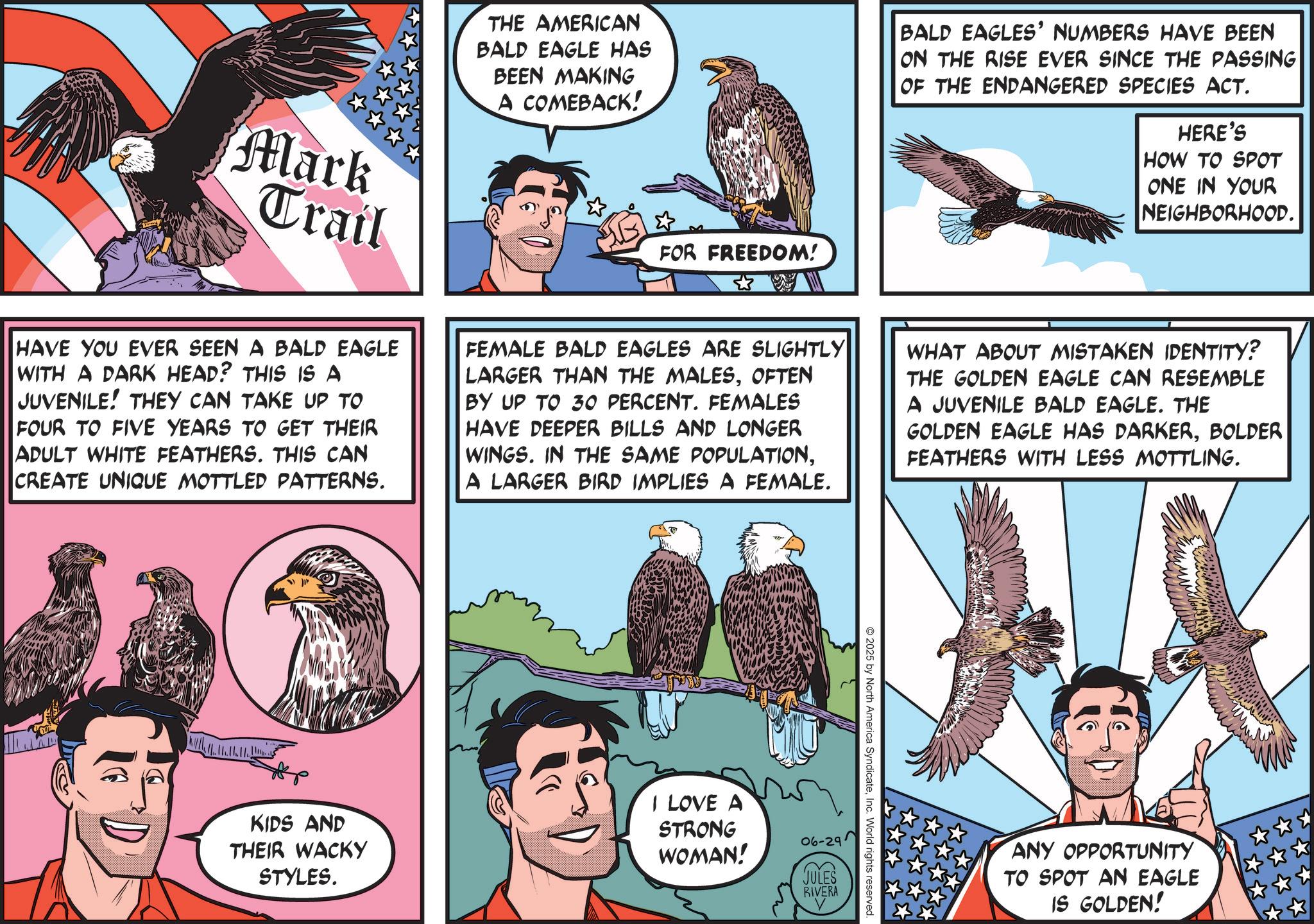 Animated cartoon OCR: Mark Trail THE AMERICAN BALD EAGLE HAS BEEN MAKING A COMEBACK! BALD EAGLES' NUMBERS HAVE BEEN ON THE RISE EVER SINCE THE PASSING OF THE ENDANGERED SPECIES ACT. HERE'S HOW TO SPOT ONE IN YOUR NEIGHBORHOOD. FOR FREEDOM! HAVE YOU EVER SEEN A BALD EAGLE WITH A DARK HEAD? THIS IS A JUVENILE! THEY CAN TAKE UP TO FOUR TO FIVE YEARS TO GET THEIR ADULT WHITE FEATHERS. THIS CAN CREATE UNIQUE MOTTLED PATTERNS. FEMALE BALD EAGLES ARE SLIGHTLY LARGER THAN THE MALESOFTEN BY UP TO 30 PERCENT. FEMALES HAVE DEEPER BILLS AND LONGER WINGS. IN THE SAME POPULATIONA LARGER BIRD IMPLIES A FEMALE. WHAT ABOUT MISTAKEN IDENTITY? THE GOLDEN EAGLE CAN RESEMBLE A JUVENILE BALD EAGLE. THE GOLDEN EAGLE HAS DARKERBOLDER FEATHERS WITH LESS MOTTLING. KIDS AND THEIR WACKY STYLES. 2025 by North America SyndicateInc. World rights reserved. I LOVE A STRONG WOMAN! 06-29' JULES RIVERA ANY OPPORTUNITY TO SPOT AN EAGLE IS GOLDEN! Mark Trail THE AMERICAN BALD EAGLE HAS BEEN MAKING A COMEBACK ! BALD EAGLES ' NUMBERS HAVE BEEN ON THE RISE EVER SINCE THE PASSING OF THE ENDANGERED SPECIES ACT . HERE'S HOW TO SPOT ONE IN YOUR NEIGHBORHOOD . FOR FREEDOM ! HAVE YOU EVER SEEN A BALD EAGLE WITH A DARK HEAD ? THIS IS A JUVENILE ! THEY CAN TAKE UP TO FOUR TO FIVE YEARS TO GET THEIR ADULT WHITE FEATHERS . THIS CAN CREATE UNIQUE MOTTLED PATTERNS . FEMALE BALD EAGLES ARE SLIGHTLY LARGER THAN THE MALESOFTEN BY UP TO 30 PERCENT . FEMALES HAVE DEEPER BILLS AND LONGER WINGS . IN THE SAME POPULATIONA LARGER BIRD IMPLIES A FEMALE . WHAT ABOUT MISTAKEN IDENTITY ? THE GOLDEN EAGLE CAN RESEMBLE A JUVENILE BALD EAGLE . THE GOLDEN EAGLE HAS DARKERBOLDER FEATHERS WITH LESS MOTTLING . KIDS AND THEIR WACKY STYLES . 2025 by North America SyndicateInc. World rights reserved . I LOVE A STRONG WOMAN ! 06-29 ' JULES RIVERA ANY OPPORTUNITY TO SPOT AN EAGLE IS GOLDEN !