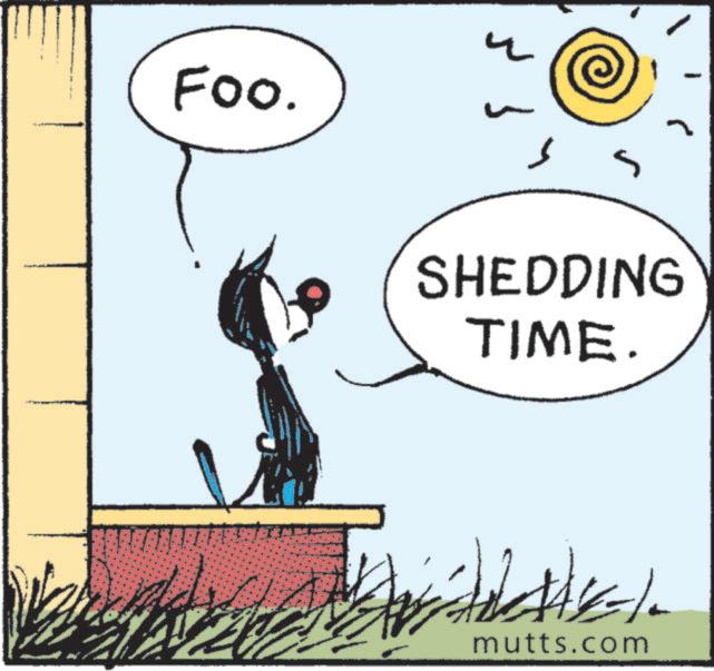 Animated cartoon OCR: FOO. ? SHEDDING TIME. mutts.com FOO . ? SHEDDING TIME . mutts.com