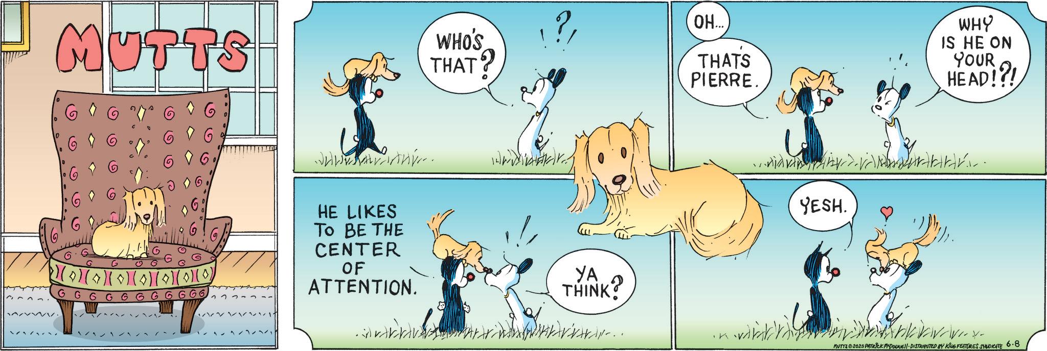 Puppy OCR: MUTTS WHO'S THAT? ? OH... THATS PIERRE. WHY IS HE ON YOUR HEAD!?! GGGG 01(0)(0) 6666 Warni HE LIKES TO BE THE CENTER OF ATTENTION. YA THINK? K w YESH. MUTTS 2025 PATRICK MADONNE DISTRIBUTED BY KING FEATURES SYNDICATE 6.8 MUTTS WHO'S THAT ? ? OH ... THATS PIERRE . WHY IS HE ON YOUR HEAD ! ? ! GGGG 01 ( 0 ) ( 0 ) 6666 Warni HE LIKES TO BE THE CENTER OF ATTENTION . YA THINK ? K w YESH . MUTTS 2025 PATRICK MADONNE DISTRIBUTED BY KING FEATURES SYNDICATE 6.8