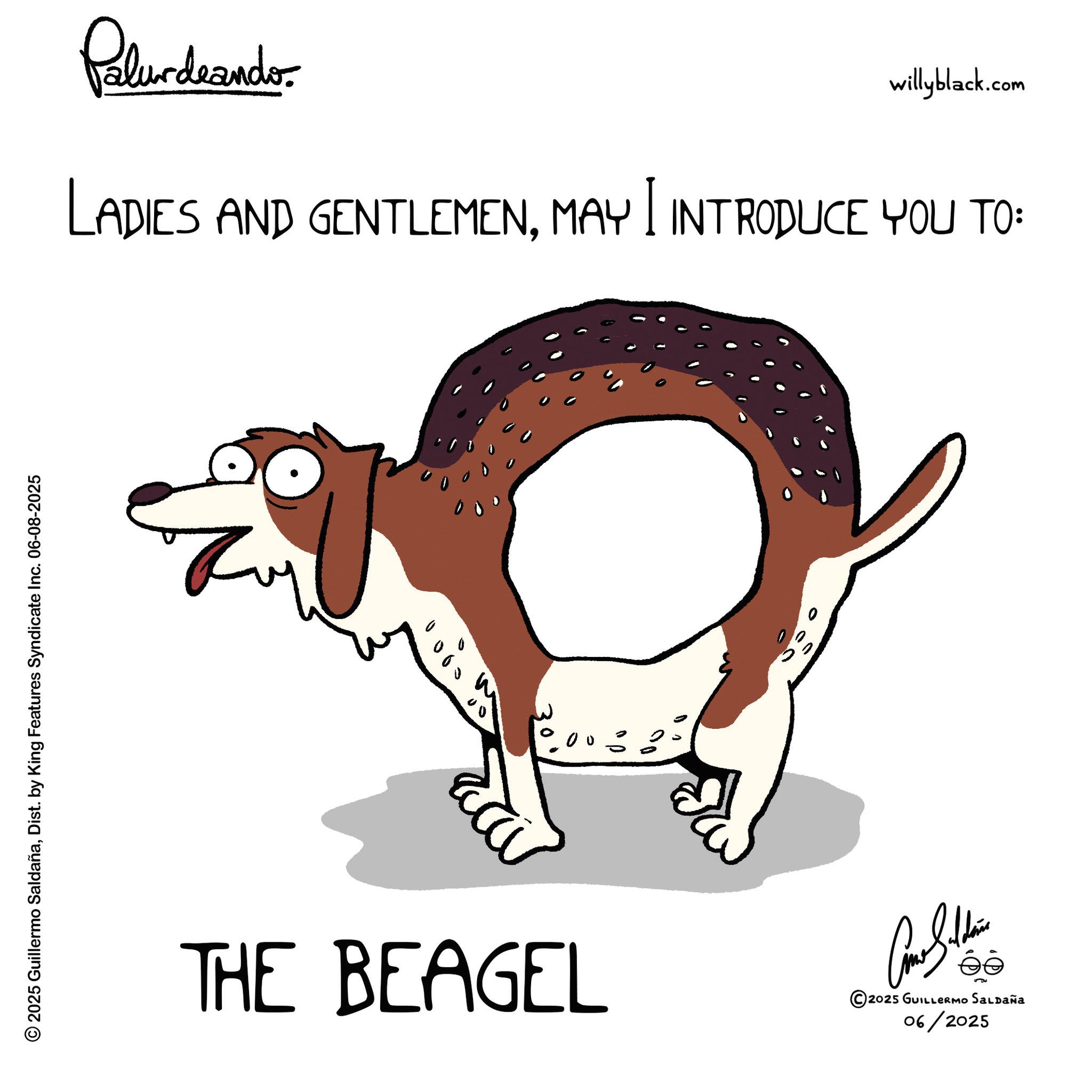 Tail OCR: © 2025 Guillermo SaldañaDist. by King Features Syndicate Inc. 06-08-2025 Palurdeando willyblack.com LADIES AND GENTLEMENMAY I INTRODUCE YOU TO: THE BEAGEL Como Silden ee 2025 GUILLERMO SALDAÑA 06/2025 © 2025 Guillermo SaldañaDist . by King Features Syndicate Inc. 06-08-2025 Palurdeando willyblack.com LADIES AND GENTLEMENMAY I INTRODUCE YOU TO : THE BEAGEL Como Silden ee 2025 GUILLERMO SALDAÑA 06/2025
