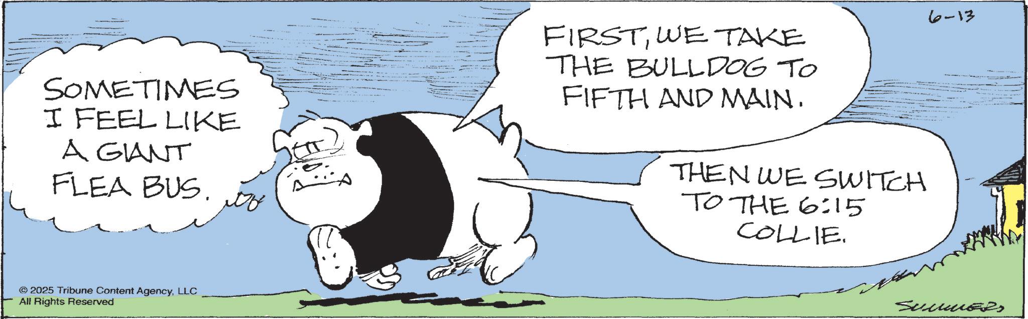 Photo caption OCR: SOMETIMES I FEEL LIKE A GIANT FLEA BUS. FIRSTWE TAKE THE BULLDOG TO FIFTH AND MAIN. THEN WE SWITCH TO THE 6:15 COLLIE. 2025 Tribune Content AgencyLLC All Rights Reserved 6-13 SummeR SOMETIMES I FEEL LIKE A GIANT FLEA BUS . FIRSTWE TAKE THE BULLDOG TO FIFTH AND MAIN . THEN WE SWITCH TO THE 6:15 COLLIE . 2025 Tribune Content AgencyLLC All Rights Reserved 6-13 SummeR