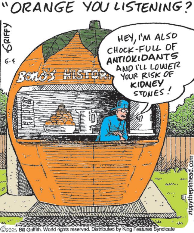 Gourd OCR: "ORANGE YOU LISTENING? GRIFFY 6.4 HEYI'M ALSO CHOCK-FULL OF ANTIOXIDANTS AND I'LL LOWER Bonds HISTOSE YOUR RISK OF KIDNEY STONES! ©2025 Bill Griffith. World rights reserved. Distributed by King Features Syndicate zippythepinhead.com " ORANGE YOU LISTENING ? GRIFFY 6.4 HEYI'M ALSO CHOCK - FULL OF ANTIOXIDANTS AND I'LL LOWER Bonds HISTOSE YOUR RISK OF KIDNEY STONES ! © 2025 Bill Griffith . World rights reserved . Distributed by King Features Syndicate zippythepinhead.com