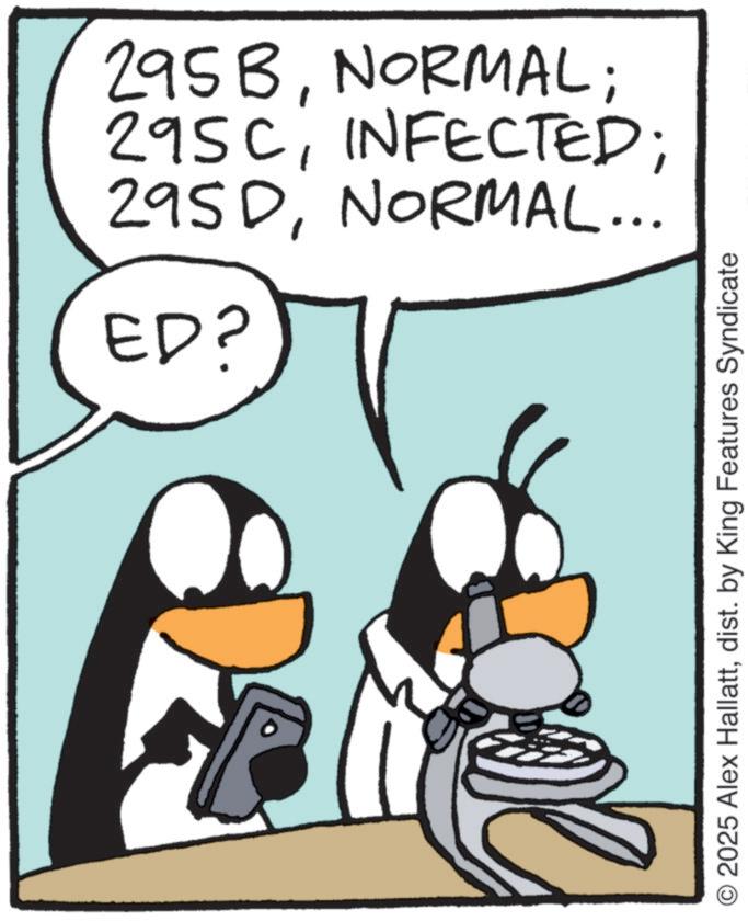 Photo caption OCR: 295DNORMAL... 295CINFECTED; 295BNORMAL; ED? O2025 Alex Hallattdist. by King Features Syndicate 295DNORMAL ... 295CINFECTED ; 295BNORMAL ; ED ? O2025 Alex Hallattdist . by King Features Syndicate