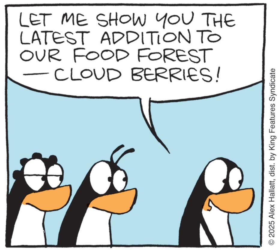 Fiction OCR: LET ME SHOW YOU THE LATEST ADDITION TO OUR FOOD FOREST CLOUD BERRIES! O2025 Alex Hallattdist. by King Features Syndicate LET ME SHOW YOU THE LATEST ADDITION TO OUR FOOD FOREST CLOUD BERRIES ! O2025 Alex Hallattdist . by King Features Syndicate