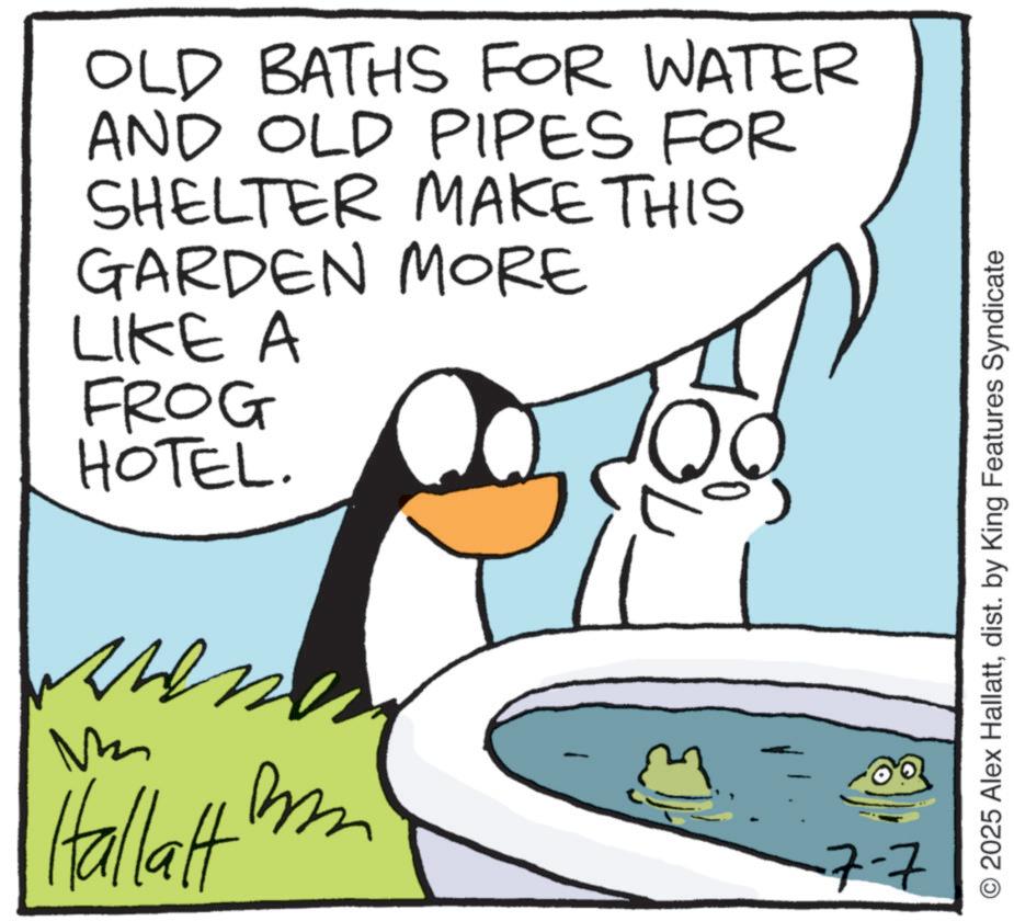 Flightless bird OCR: OLD BATHS FOR WATER AND OLD PIPES FOR SHELTER MAKE THIS GARDEN MORE LIKE A FROG HOTEL. ???? M Hallatt ??? 7-7 2025 Alex Hallattdist. by King Features Syndicate OLD BATHS FOR WATER AND OLD PIPES FOR SHELTER MAKE THIS GARDEN MORE LIKE A FROG HOTEL . ???? M Hallatt ??? 7-7 2025 Alex Hallattdist . by King Features Syndicate