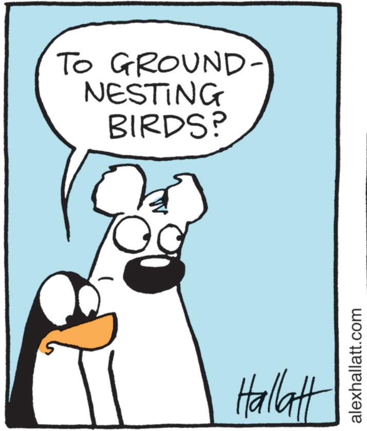 Animation OCR: TO GROUND- NESTING BIRDS? Hallatt alexhallatt.com TO GROUND- NESTING BIRDS ? Hallatt alexhallatt.com