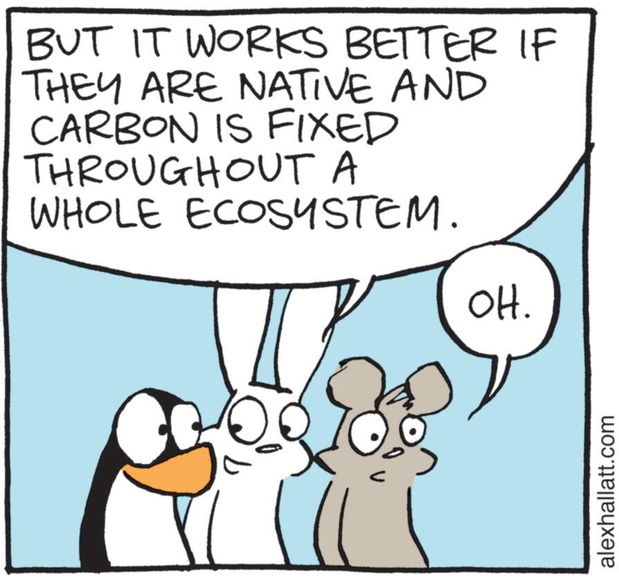 Rabbit OCR: BUT IT WORKS BETTER IF THEY ARE NATIVE AND CARBON IS FIXED THROUGHOUT A WHOLE ECOSYSTEM. OH. alexhallatt.com BUT IT WORKS BETTER IF THEY ARE NATIVE AND CARBON IS FIXED THROUGHOUT A WHOLE ECOSYSTEM . OH . alexhallatt.com