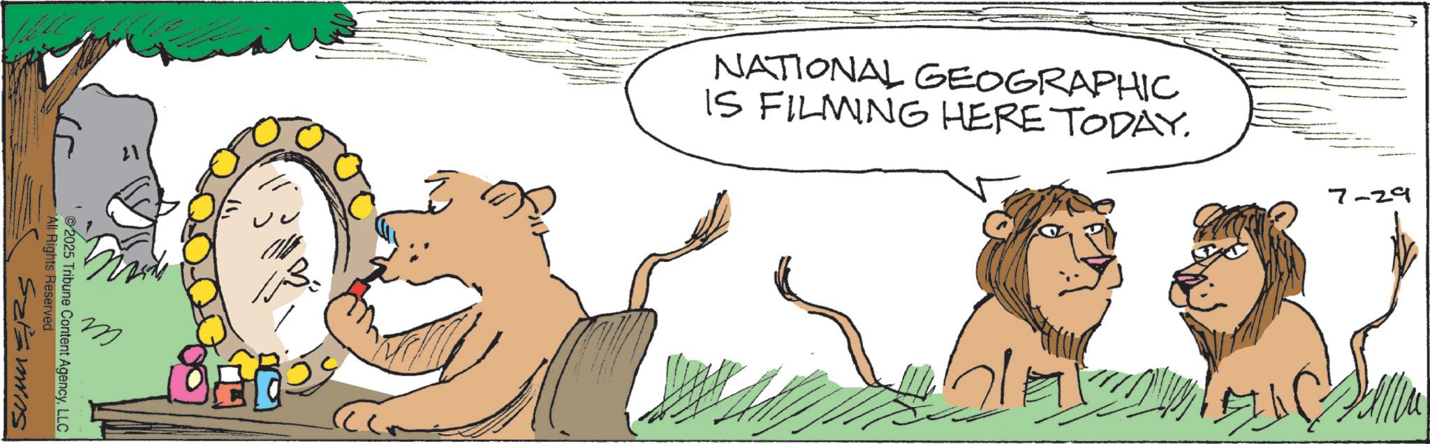Felidae OCR: SUMMERS All Rights Reserved @2025 Tribune Content AgencyLLC B. NATIONAL GEOGRAPHIC IS FILMING HERE TODAY. 7-29 SUMMERS All Rights Reserved @ 2025 Tribune Content AgencyLLC B. NATIONAL GEOGRAPHIC IS FILMING HERE TODAY . 7-29