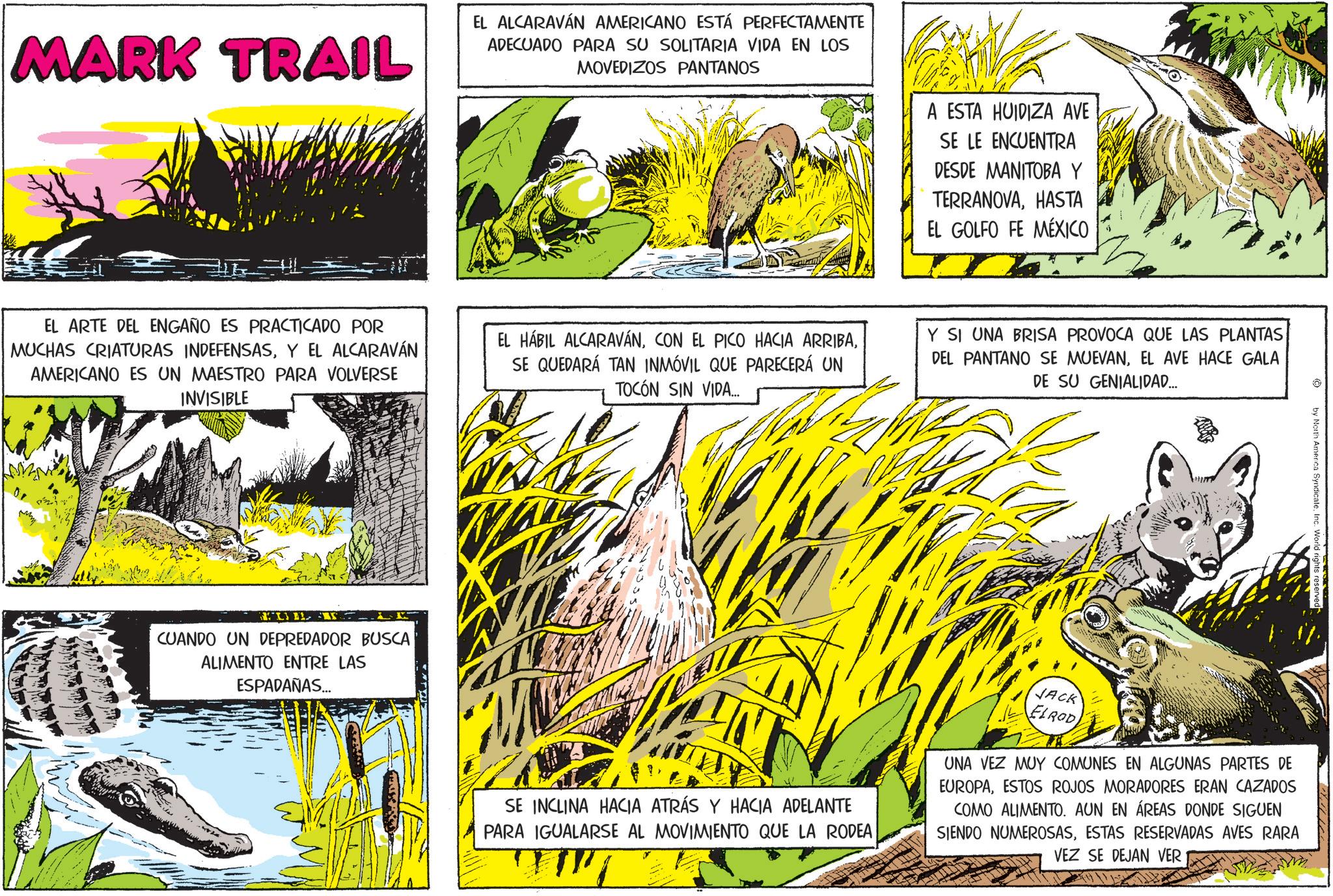Canidae OCR: MARK TRAIL EL ALCARAVAN AMERICANO ESTÁ PERFECTAMENTE ADECUADO PARA SU SOLITARIA VIDA EN LOS MOVEDIZOS PANTANOS A ESTA HUIDIZA AVE SE LE ENCUENTRA DESDE MANITOBA Y TERRANOVAHASTA EL GOLFO FE MÉXICO EL ARTE DEL ENGAÑO ES PRACTICADO POR MUCHAS CRIATURAS INDEFENSASY EL ALCARAVÁN AMERICANO ES UN MAESTRO PARA VOLVERSE INVISIBLE EL HÁBIL ALCARAVÁNSE QUEDARÁ TAN INMÓVIL QUE PARECERÁ UN TOCÓN SIN VIDA... Y SI UNA BRISA PROVOCA QUE LAS PLANTAS DEL PANTANO SE MUEVANEL AVE HACE GALA DE SU GENIALIDAD... L CUANDO UN DEPREDADOR BUSCA ALIMENTO ENTRE LAS ESPADAÑAS... by North America SyndicateInc. World rights reserved SE INCLINA HACIA ATRÁS Y HACIA ADELANTE PARA IGUALARSE AL MOVIMIENTO QUE LA RODEA JACK ELROD UNA VEZ MUY COMUNES EN ALGUNAS PARTES DE EUROPAESTOS ROJOS MORADORES ERAN CAZADOS COMO ALIMENTO. AUN EN ÁREAS DONDE SIGUEN SIENDO NUMEROSASESTAS RESERVADAS AVES RARA VEZ SE DEJAN VER MARK TRAIL EL ALCARAVAN AMERICANO ESTÁ PERFECTAMENTE ADECUADO PARA SU SOLITARIA VIDA EN LOS MOVEDIZOS PANTANOS A ESTA HUIDIZA AVE SE LE ENCUENTRA DESDE MANITOBA Y TERRANOVAHASTA EL GOLFO FE MÉXICO EL ARTE DEL ENGAÑO ES PRACTICADO POR MUCHAS CRIATURAS INDEFENSASY EL ALCARAVÁN AMERICANO ES UN MAESTRO PARA VOLVERSE INVISIBLE EL HÁBIL ALCARAVÁNCON EL PICO HACIA ARRIBASE QUEDARÁ TAN INMÓVIL QUE PARECERÁ UN TOCÓN SIN VIDA ... Y SI UNA BRISA PROVOCA QUE LAS PLANTAS DEL PANTANO SE MUEVANEL AVE HACE GALA DE SU GENIALIDAD ... L CUANDO UN DEPREDADOR BUSCA ALIMENTO ENTRE LAS ESPADAÑAS ... by North America SyndicateInc. World rights reserved SE INCLINA HACIA ATRÁS Y HACIA ADELANTE PARA IGUALARSE AL MOVIMIENTO QUE LA RODEA JACK ELROD UNA VEZ MUY COMUNES EN ALGUNAS PARTES DE EUROPAESTOS ROJOS MORADORES ERAN CAZADOS COMO ALIMENTO . AUN EN ÁREAS DONDE SIGUEN SIENDO NUMEROSASESTAS RESERVADAS AVES RARA VEZ SE DEJAN VER
