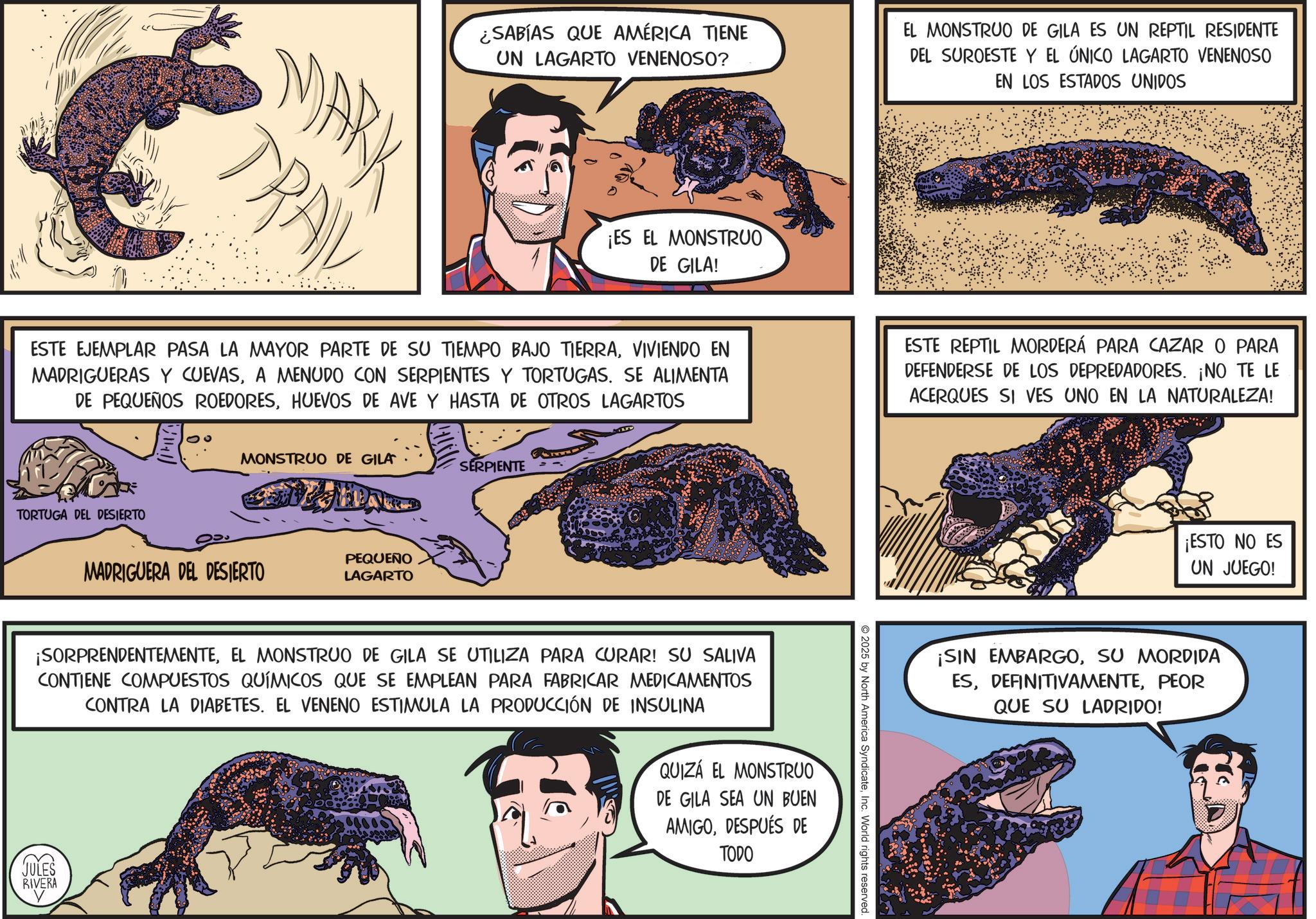 Publication OCR: MARK TRA ¿SABÍAS QUE AMÉRICA TIENE UN LAGARTO VENENOSO? EL MONSTRUO DE GILA ES UN REPTIL RESIDENTE DEL SUROESTE Y EL ÚNICO LAGARTO VENENOSO EN LOS ESTADOS UNIDOS ¡ES EL MONSTRUO DE GILA! ESTE EJEMPLAR PASA LA MAYOR PARTE DE SU TIEMPO BAJO TIERRAVIVIENDO EN MADRIGUERAS Y CUEVASA MENUDO CON SERPIENTES Y TORTUGAS. SE ALIMENTA DE PEQUEÑOS ROEDORESHUEVOS DE AVE Y HASTA DE OTROS LAGARTOS ESTE REPTIL MORDERÁ PARA CAZAR O PARA DEFENDERSE DE LOS DEPREDADORES. ¡NO TE LE ACERQUES SI VES UNO EN LA NATURALEZA! TORTUGA DEL DESIERTO MONSTRUO DE GILA SERPIENTE MADRIGUERA DEL DESIERTO PEQUEÑO LAGARTO ¡SORPRENDENTEMENTEEL MONSTRUO DE GILA SE UTILIZA PARA CURAR! SU SALIVA CONTIENE COMPUESTOS QUÍMICOS QUE SE EMPLEAN PARA FABRICAR MEDICAMENTOS CONTRA LA DIABETES. EL VENENO ESTIMULA LA PRODUCCIÓN DE INSULINA QUIZÁ EL MONSTRUO DE GILA SEA UN BUEN AMIGODESPUÉS DE TODO JULES RIVERA 2025 by North America SyndicateInc. World rights reserved. ¡ESTO NO ES UN JUEGO! ¡SIN EMBARGOSU MORDIDA ESPEOR QUE SU LADRIDO! MARK TRA ¿ SABÍAS QUE AMÉRICA TIENE UN LAGARTO VENENOSO ? EL MONSTRUO DE GILA ES UN REPTIL RESIDENTE DEL SUROESTE Y EL ÚNICO LAGARTO VENENOSO EN LOS ESTADOS UNIDOS ¡ ES EL MONSTRUO DE GILA ! ESTE EJEMPLAR PASA LA MAYOR PARTE DE SU TIEMPO BAJO TIERRAVIVIENDO EN MADRIGUERAS Y CUEVASA MENUDO CON SERPIENTES Y TORTUGAS . SE ALIMENTA DE PEQUEÑOS ROEDORESHUEVOS DE AVE Y HASTA DE OTROS LAGARTOS ESTE REPTIL MORDERÁ PARA CAZAR O PARA DEFENDERSE DE LOS DEPREDADORES . ¡ NO TE LE ACERQUES SI VES UNO EN LA NATURALEZA ! TORTUGA DEL DESIERTO MONSTRUO DE GILA SERPIENTE MADRIGUERA DEL DESIERTO PEQUEÑO LAGARTO ¡ SORPRENDENTEMENTEEL MONSTRUO DE GILA SE UTILIZA PARA CURAR ! SU SALIVA CONTIENE COMPUESTOS QUÍMICOS QUE SE EMPLEAN PARA FABRICAR MEDICAMENTOS CONTRA LA DIABETES . EL VENENO ESTIMULA LA PRODUCCIÓN DE INSULINA QUIZÁ EL MONSTRUO DE GILA SEA UN BUEN AMIGODESPUÉS DE TODO JULES RIVERA 2025 by North America SyndicateInc. World rights reserved . ¡ ESTO NO ES UN JUEGO ! ¡ SIN EMBARGOSU MORDIDA ESPEOR QUE SU LADRIDO !