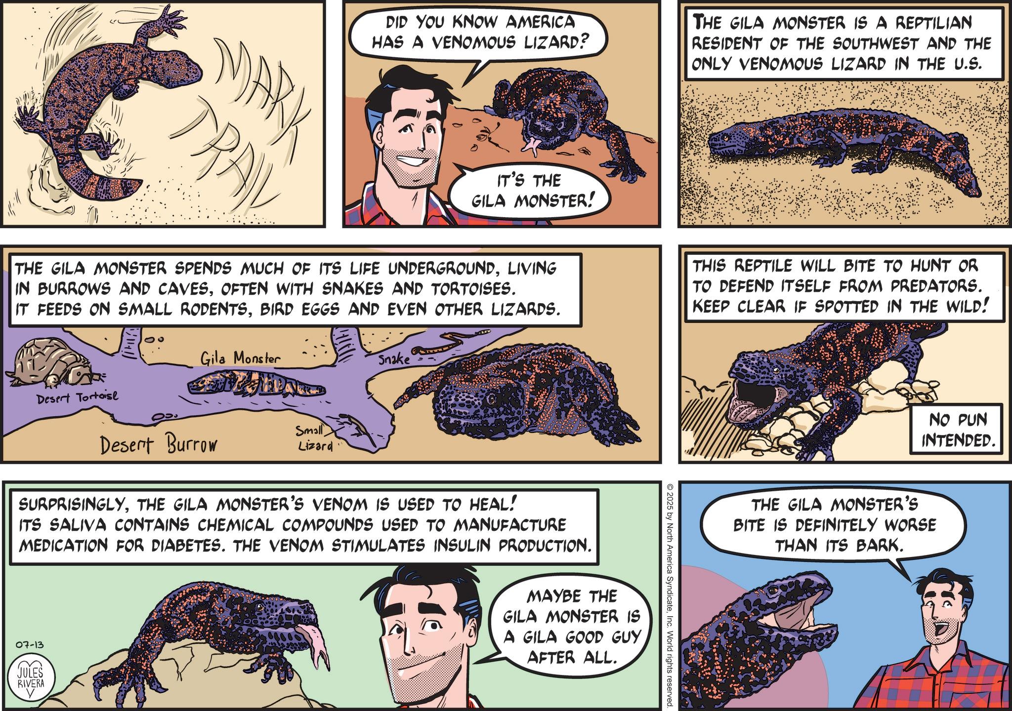 Publication OCR: MARK TRAI DID YOU KNOW AMERICA HAS A VENOMOUS LIZARD? THE GILA MONSTER IS A REPTILIAN RESIDENT OF THE SOUTHWEST AND THE ONLY VENOMOUS LIZARD IN THE U.S. IT'S THE GILA MONSTER! THE GILA MONSTER SPENDS MUCH OF ITS LIFE UNDERGROUNDLIVING IN BURROWS AND CAVESOFTEN WITH SNAKES AND TORTOISES. IT FEEDS ON SMALL RODENTSBIRD EGGS AND EVEN OTHER LIZARDS. THIS REPTILE WILL BITE TO HUNT OR TO DEFEND ITSELF FROM PREDATORS. KEEP CLEAR IF SPOTTED IN THE WILD! Gila Monster Desert Tortoise Desert Burrow Small Lizard Snake SURPRISINGLYTHE GILA MONSTER'S VENOM IS USED TO HEAL! ITS SALIVA CONTAINS CHEMICAL COMPOUNDS USED TO MANUFACTURE MEDICATION FOR DIABETES. THE VENOM STIMULATES INSULIN PRODUCTION. 07-13 JULES RIVERA ? MAYBE THE GILA MONSTER IS A GILA GOOD GUY AFTER ALL. 2025 by North America SyndicateInc. World rights reserved. NO PUN INTENDED. THE GILA MONSTER'S BITE IS DEFINITELY WORSE THAN ITS BARK. MARK TRAI DID YOU KNOW AMERICA HAS A VENOMOUS LIZARD ? THE GILA MONSTER IS A REPTILIAN RESIDENT OF THE SOUTHWEST AND THE ONLY VENOMOUS LIZARD IN THE U.S. IT'S THE GILA MONSTER ! THE GILA MONSTER SPENDS MUCH OF ITS LIFE UNDERGROUNDLIVING IN BURROWS AND CAVESOFTEN WITH SNAKES AND TORTOISES . IT FEEDS ON SMALL RODENTSBIRD EGGS AND EVEN OTHER LIZARDS . THIS REPTILE WILL BITE TO HUNT OR TO DEFEND ITSELF FROM PREDATORS . KEEP CLEAR IF SPOTTED IN THE WILD ! Gila Monster Desert Tortoise Desert Burrow Small Lizard Snake SURPRISINGLYTHE GILA MONSTER'S VENOM IS USED TO HEAL ! ITS SALIVA CONTAINS CHEMICAL COMPOUNDS USED TO MANUFACTURE MEDICATION FOR DIABETES . THE VENOM STIMULATES INSULIN PRODUCTION . 07-13 JULES RIVERA ? MAYBE THE GILA MONSTER IS A GILA GOOD GUY AFTER ALL . 2025 by North America SyndicateInc. World rights reserved . NO PUN INTENDED . THE GILA MONSTER'S BITE IS DEFINITELY WORSE THAN ITS BARK .