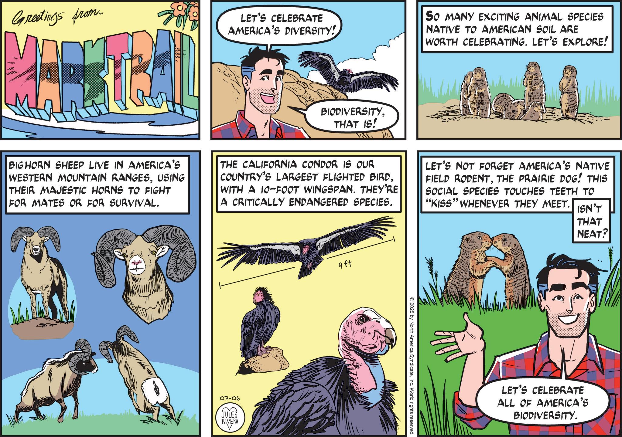 Vulture OCR: mxxx xpe Greetings from... LET'S CELEBRATE AMERICA'S DIVERSITY! BIODIVERSITYTHAT IS! So MANY EXCITING ANIMAL SPECIES NATIVE TO AMERICAN SOIL ARE WORTH CELEBRATING. LET'S EXPLORE! M BIGHORN SHEEP LIVE IN AMERICA'S WESTERN MOUNTAIN RANGESUSING THEIR MAJESTIC HORNS TO FIGHT FOR MATES OR FOR SURVIVAL. THE CALIFORNIA CONDOR IS OUR COUNTRY'S LARGEST FLIGHTED BIRDWITH A 10-FOOT WINGSPAN. THEY'RE A CRITICALLY ENDANGERED SPECIES. LET'S NOT FORGET AMERICA'S NATIVE FIELD RODENTTHE PRAIRIE DOG! THIS SOCIAL SPECIES TOUCHES TEETH TO "KISS" WHENEVER THEY MEET. 07-06 JULES RIVERA ? aft 2025 by North America SyndicateInc. World rights reserved. ISN'T THAT NEAT? LET'S CELEBRATE ALL OF AMERICA'S BIODIVERSITY. mxxx xpe Greetings from ... LET'S CELEBRATE AMERICA'S DIVERSITY ! BIODIVERSITYTHAT IS ! So MANY EXCITING ANIMAL SPECIES NATIVE TO AMERICAN SOIL ARE WORTH CELEBRATING . LET'S EXPLORE ! M BIGHORN SHEEP LIVE IN AMERICA'S WESTERN MOUNTAIN RANGESUSING THEIR MAJESTIC HORNS TO FIGHT FOR MATES OR FOR SURVIVAL . THE CALIFORNIA CONDOR IS OUR COUNTRY'S LARGEST FLIGHTED BIRDWITH A 10 - FOOT WINGSPAN . THEY'RE A CRITICALLY ENDANGERED SPECIES . LET'S NOT FORGET AMERICA'S NATIVE FIELD RODENTTHE PRAIRIE DOG ! THIS SOCIAL SPECIES TOUCHES TEETH TO " KISS " WHENEVER THEY MEET . 07-06 JULES RIVERA ? aft 2025 by North America SyndicateInc. World rights reserved . ISN'T THAT NEAT ? LET'S CELEBRATE ALL OF AMERICA'S BIODIVERSITY .