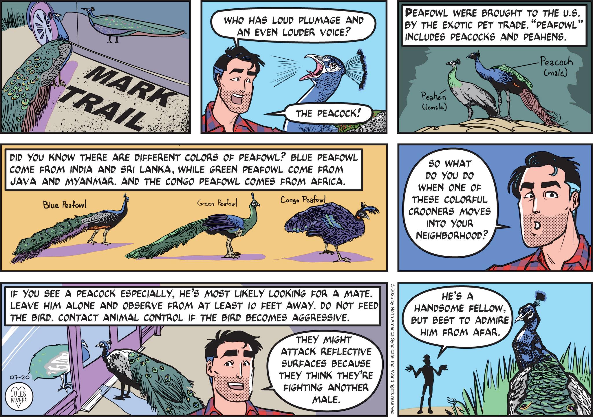 Fiction OCR: WHO HAS LOUD PLUMAGE AND AN EVEN LOUDER VOICE? PEAFOWL WERE BROUGHT TO THE U.S. BY THE EXOTIC PET TRADE. "PEAFOWL" INCLUDES PEACOCKS AND PEAHENS. MARK TRAIL Peahen (female) THE PEACOCK! DID YOU KNOW THERE ARE DIFFERENT COLORS OF PEAFOWL? BLUE PEAFOWL COME FROM INDIA AND SRI LANKAWHILE GREEN PEAFOWL COME FROM JAVA AND MYANMAR. AND THE CONGO PEAFOWL COMES FROM AFRICA. Blue Peafowl Green Peafowl Congo Peafowl SO WHAT DO YOU DO WHEN ONE OF THESE COLORFUL CROONERS MOVES INTO YOUR NEIGHBORHOOD? -Peacock (male) HE'S A HANDSOME FELLOWBUT BEST TO ADMIRE HIM FROM AFAR. O2025 by North America SyndicateInc. World rights reserved. IF YOU SEE A PEACOCK ESPECIALLYHE'S MOST LIKELY LOOKING FOR A MATE. LEAVE HIM ALONE AND OBSERVE FROM AT LEAST 10 FEET AWAY. DO NOT FEED THE BIRD. CONTACT ANIMAL CONTROL IF THE BIRD BECOMES AGGRESSIVE. 07-20 JULES RIVERA THEY MIGHT ATTACK REFLECTIVE SURFACES BECAUSE THEY THINK THEY'RE FIGHTING ANOTHER MALE. WHO HAS LOUD PLUMAGE AND AN EVEN LOUDER VOICE ? PEAFOWL WERE BROUGHT TO THE U.S. BY THE EXOTIC PET TRADE . " PEAFOWL " INCLUDES PEACOCKS AND PEAHENS . MARK TRAIL Peahen ( female ) THE PEACOCK ! DID YOU KNOW THERE ARE DIFFERENT COLORS OF PEAFOWL ? BLUE PEAFOWL COME FROM INDIA AND SRI LANKAWHILE GREEN PEAFOWL COME FROM JAVA AND MYANMAR . AND THE CONGO PEAFOWL COMES FROM AFRICA . Blue Peafowl Green Peafowl Congo Peafowl SO WHAT DO YOU DO WHEN ONE OF THESE COLORFUL CROONERS MOVES INTO YOUR NEIGHBORHOOD ? -Peacock ( male ) HE'S A HANDSOME FELLOWBUT BEST TO ADMIRE HIM FROM AFAR . O2025 by North America SyndicateInc. World rights reserved . IF YOU SEE A PEACOCK ESPECIALLYHE'S MOST LIKELY LOOKING FOR A MATE . LEAVE HIM ALONE AND OBSERVE FROM AT LEAST 10 FEET AWAY . DO NOT FEED THE BIRD . CONTACT ANIMAL CONTROL IF THE BIRD BECOMES AGGRESSIVE . 07-20 JULES RIVERA THEY MIGHT ATTACK REFLECTIVE SURFACES BECAUSE THEY THINK THEY'RE FIGHTING ANOTHER MALE .