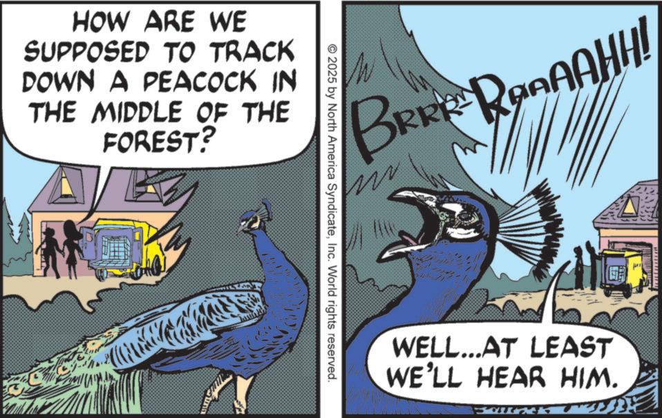 Photo caption OCR: HOW ARE WE SUPPOSED TO TRACK DOWN A PEACOCK IN THE MIDDLE OF THE FOREST? BRRRRAAAAHH! © 2025 by North America SyndicateInc. World rights reserved. WELL...AT LEAST WE'LL HEAR HIM. HOW ARE WE SUPPOSED TO TRACK DOWN A PEACOCK IN THE MIDDLE OF THE FOREST ? BRRRRAAAAHH ! © 2025 by North America SyndicateInc. World rights reserved . WELL ... AT LEAST WE'LL HEAR HIM .