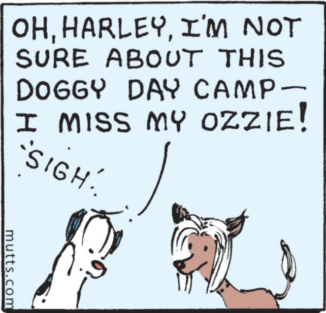 Pet Supply OCR: OHI'M NOT SURE ABOUT THIS DOGGY DAY CAMP- I MISS MY OZZIE! 'SIGH. mutts.com OHI'M NOT SURE ABOUT THIS DOGGY DAY CAMP- I MISS MY OZZIE ! ' SIGH . mutts.com